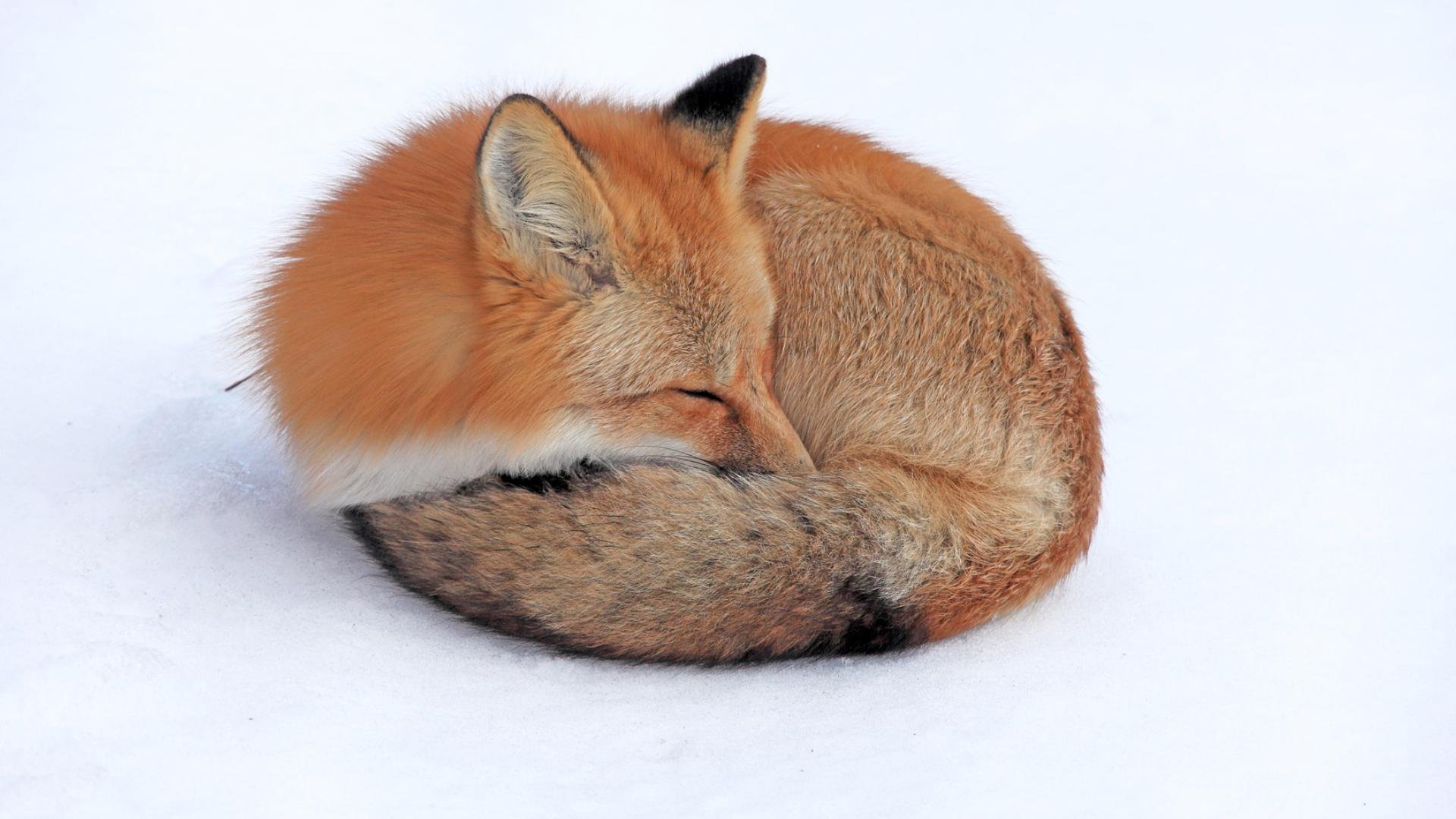 萌宠,狐狸,睡觉的小狐狸,可爱