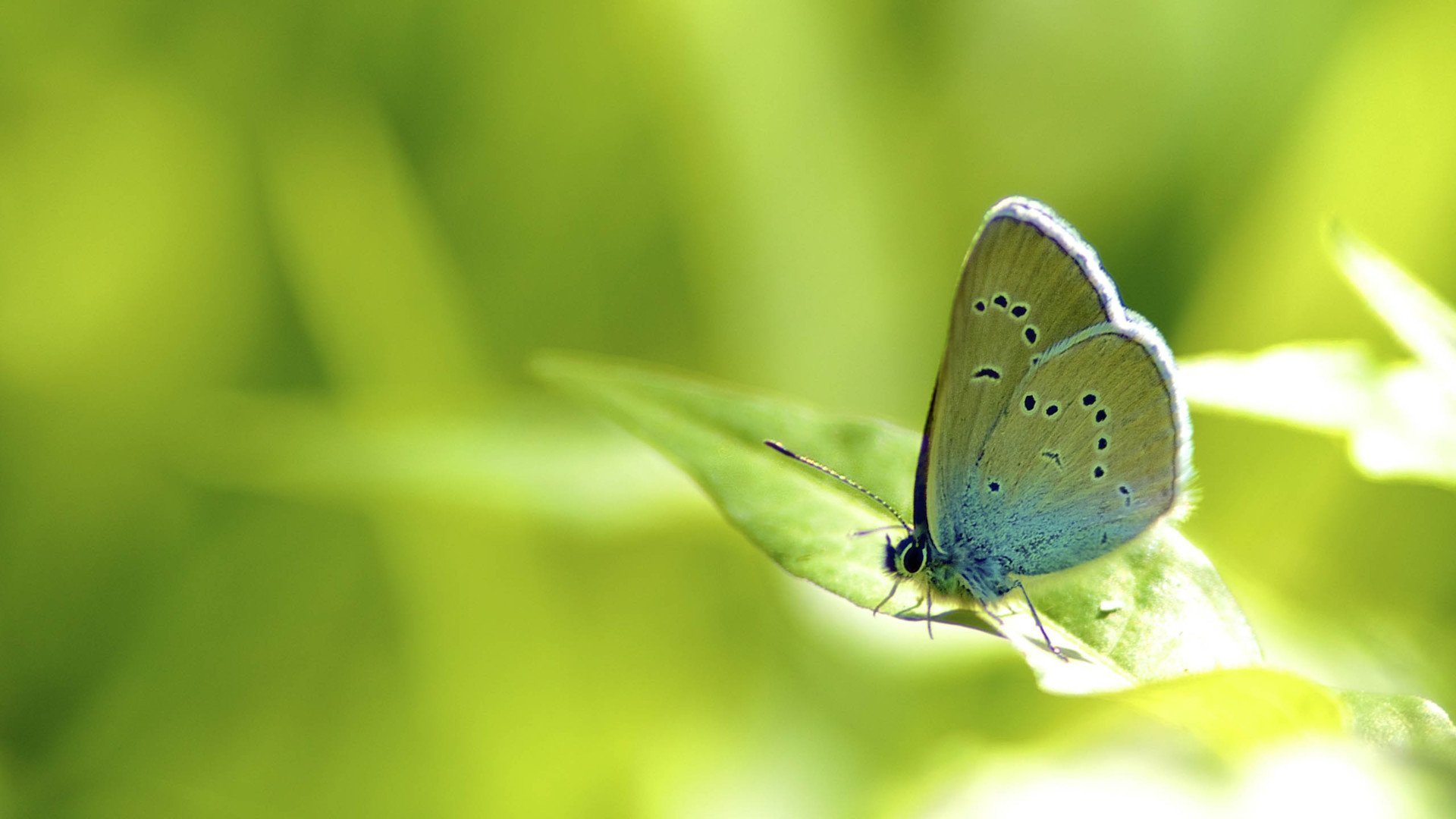 萌宠,蝴蝶,可爱,宽屏