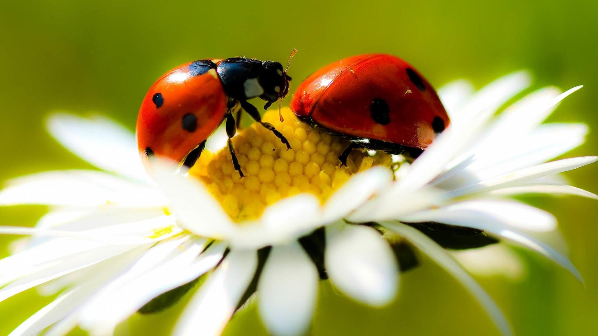 萌宠,七星瓢虫,可爱,宽屏