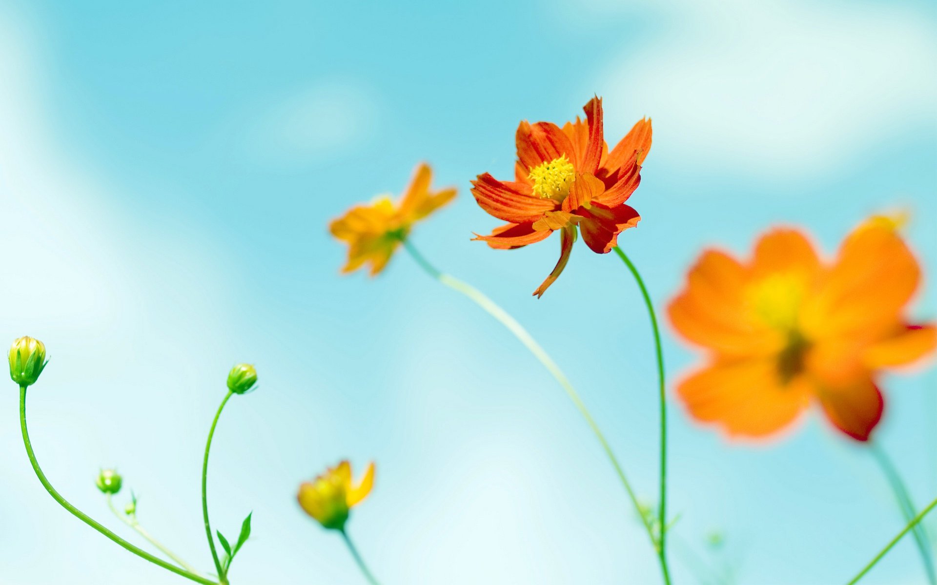 小清新,小黄花,清新,可爱,宽屏