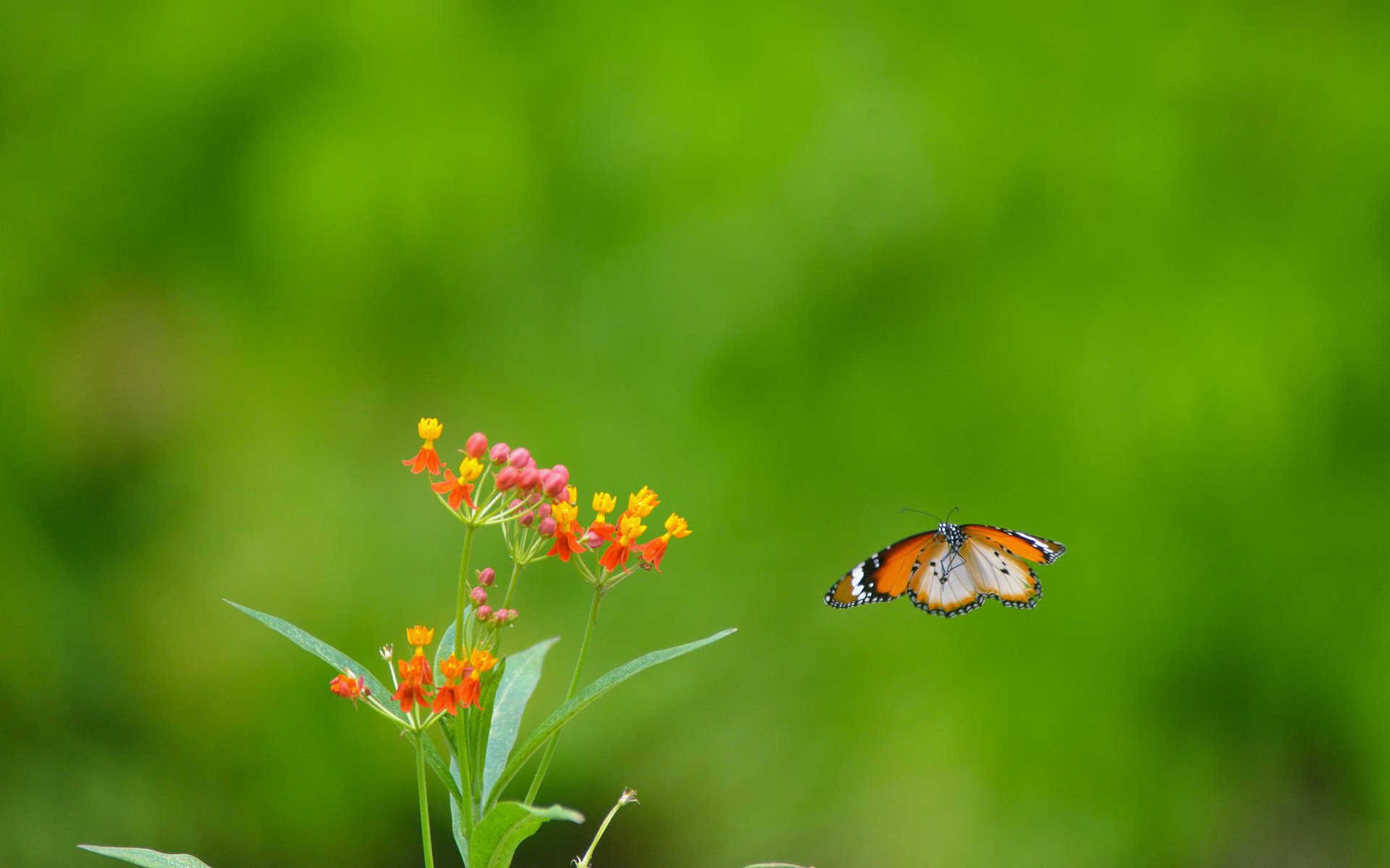 小清新,清新,自然可爱,宽屏