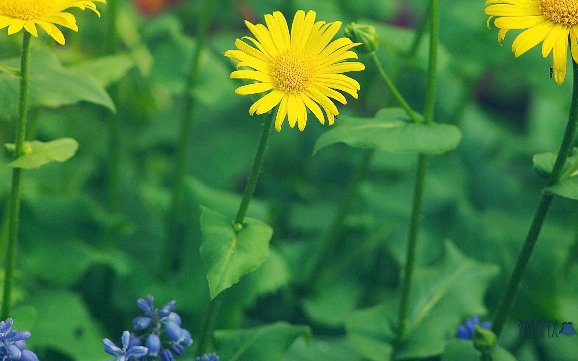 小清新,小花,可爱,生机勃勃