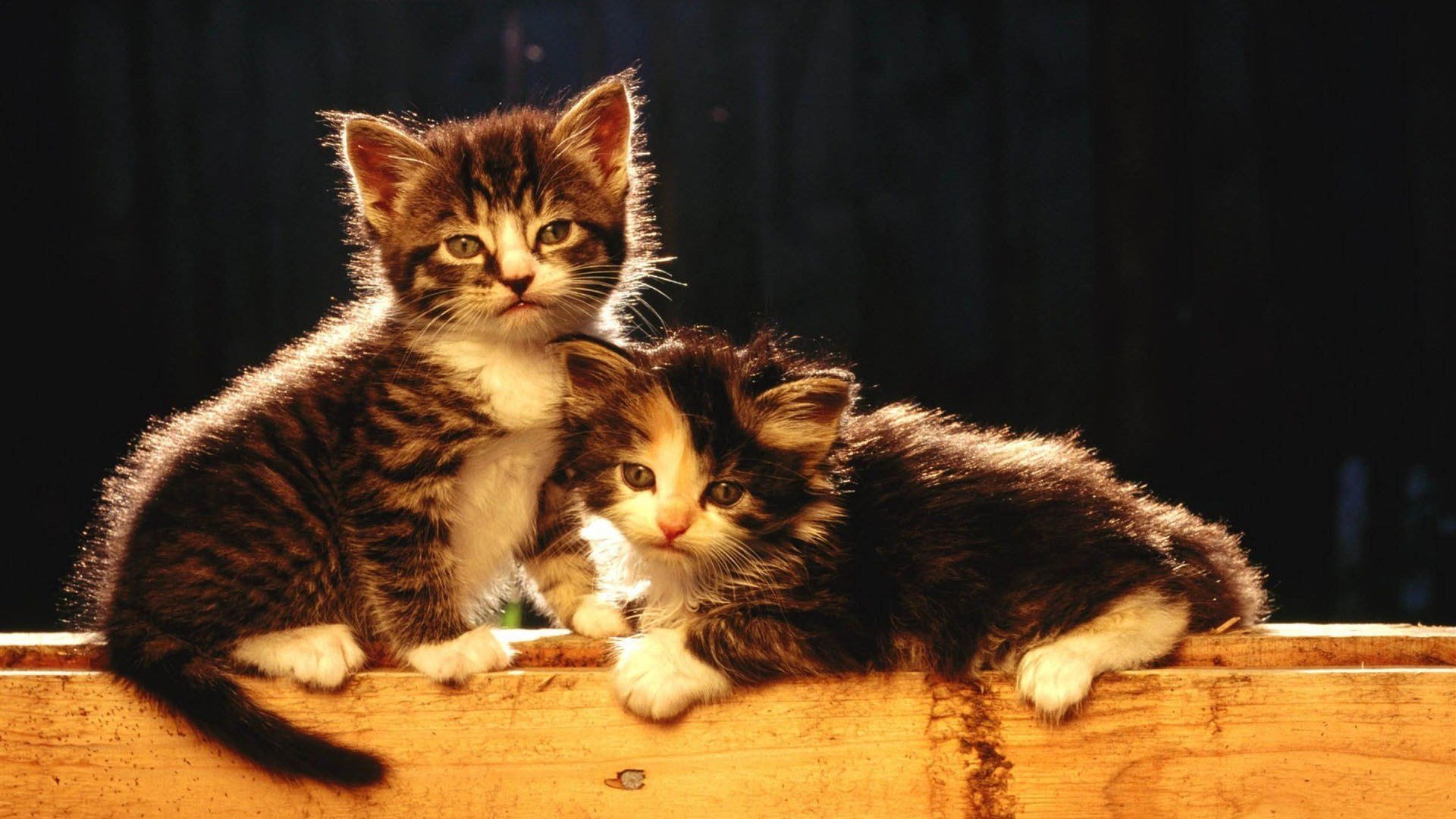 萌宠,猫咪,喵星人,可爱,宽屏