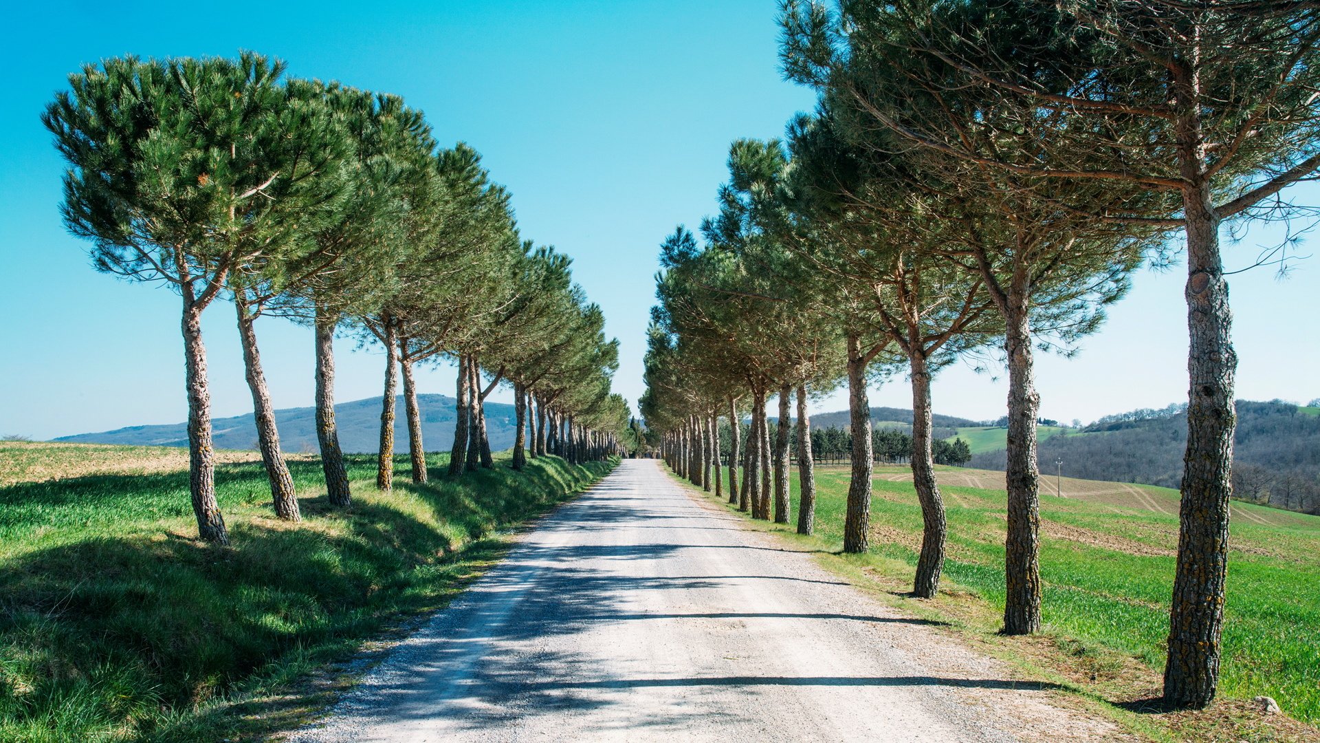 风景,小路,草原,绿树