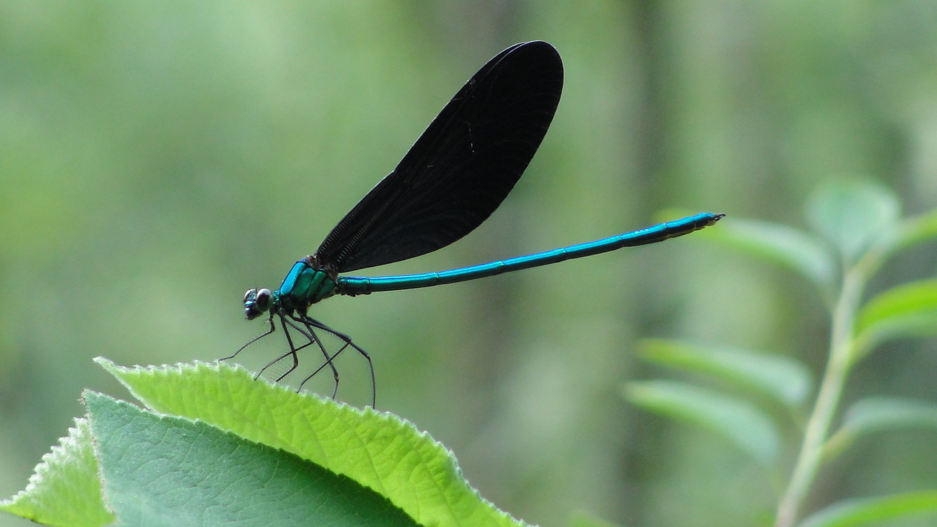 萌宠,蜻蜓,可爱,宽屏
