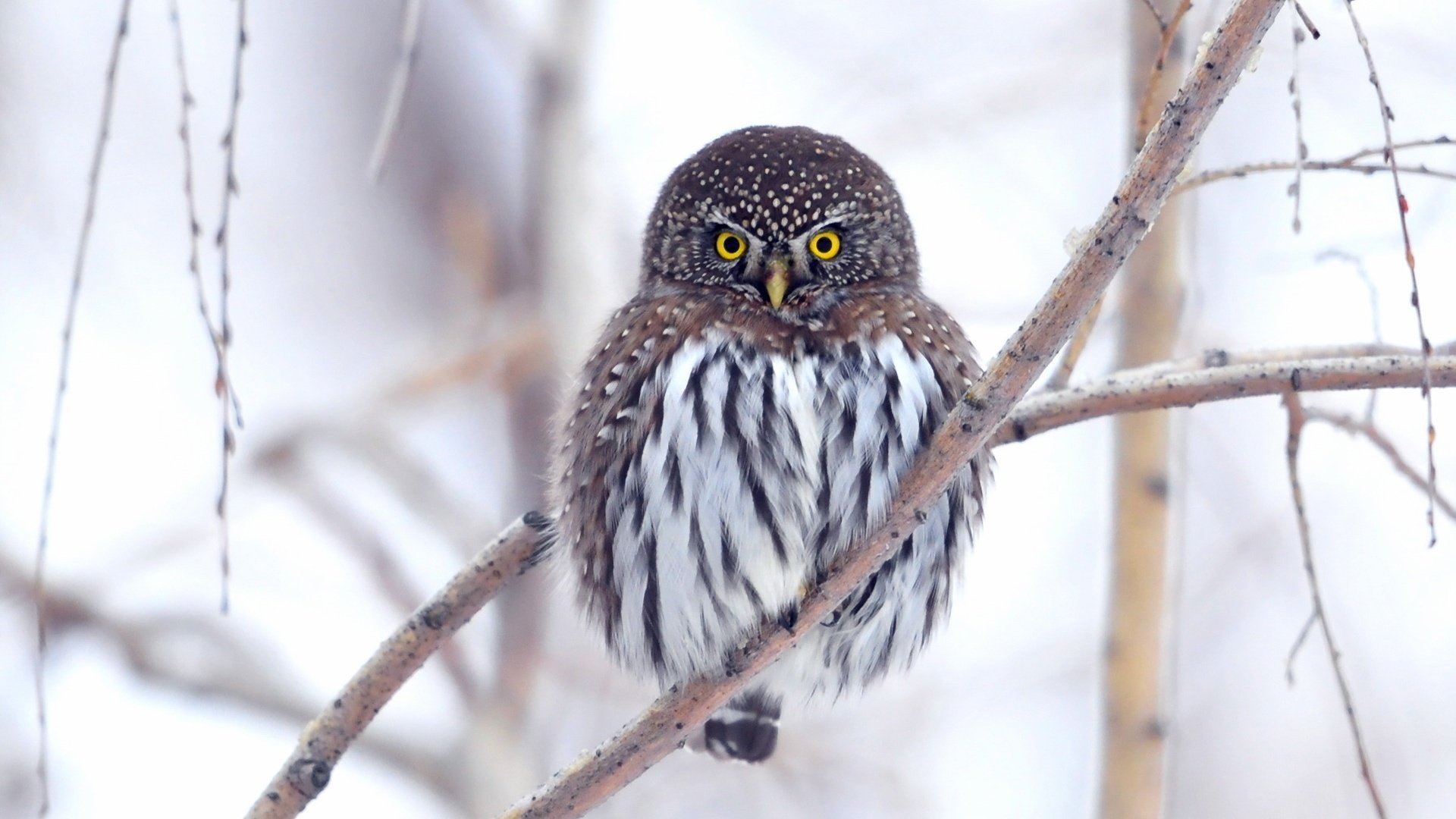萌宠,猫头鹰,呆萌,可爱,宽屏