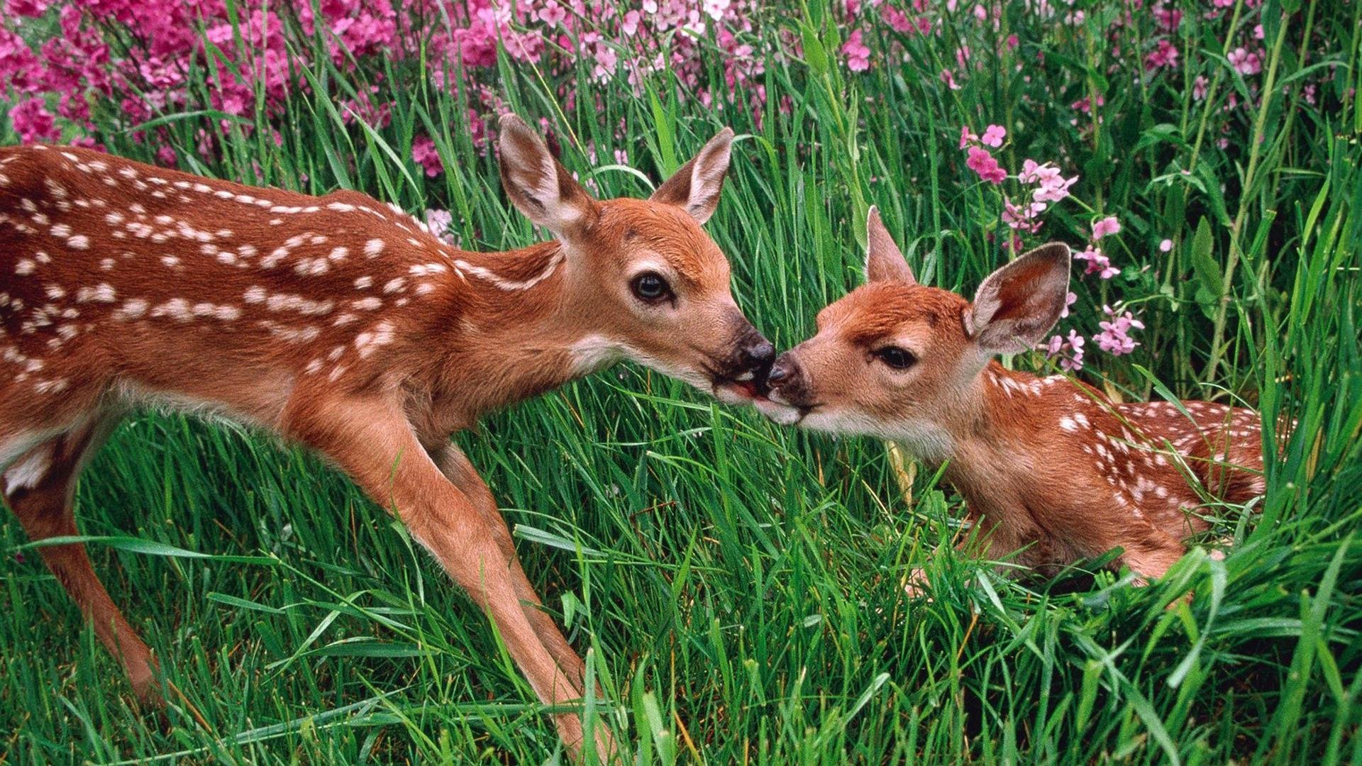 萌宠,珍惜动物,梅花鹿,可爱,宽屏