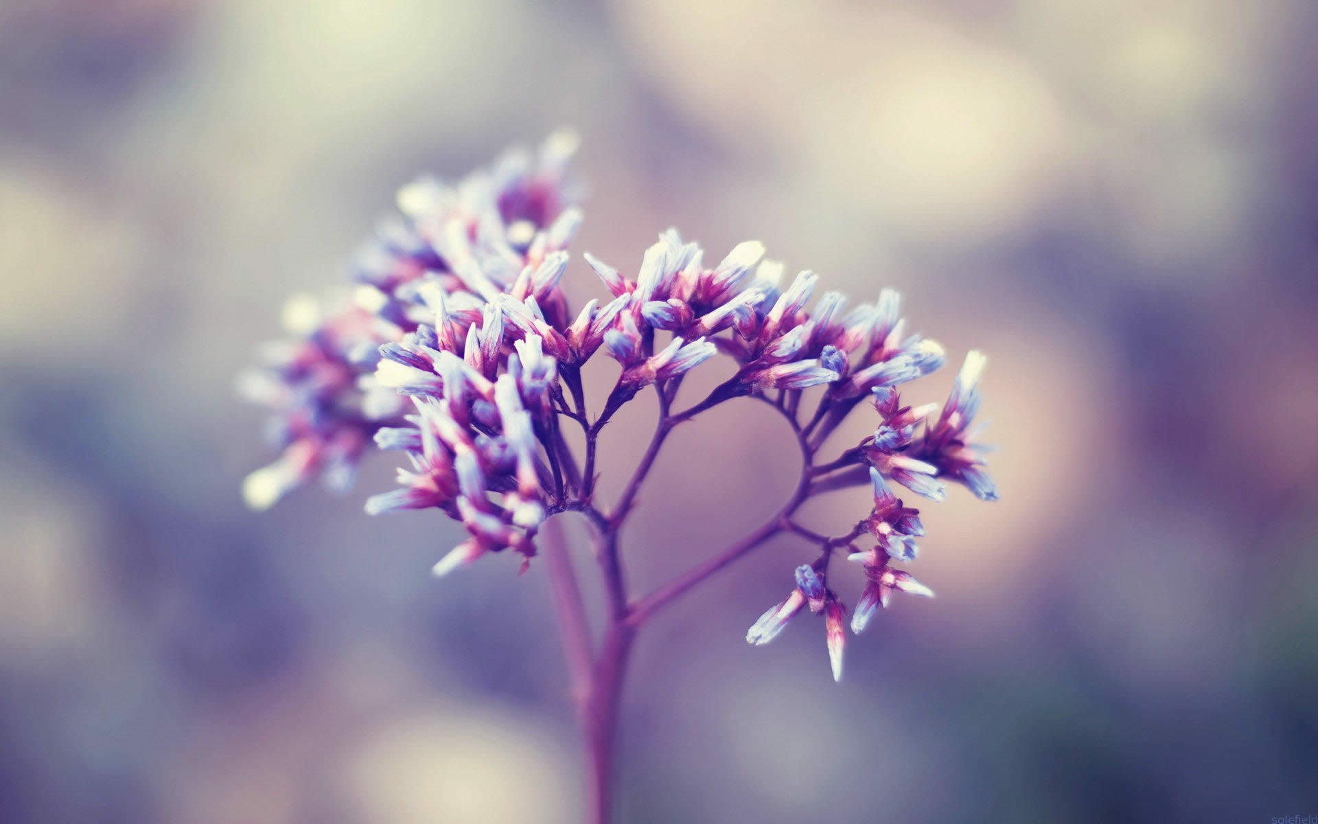 小清新,简单,清新,可爱,宽屏