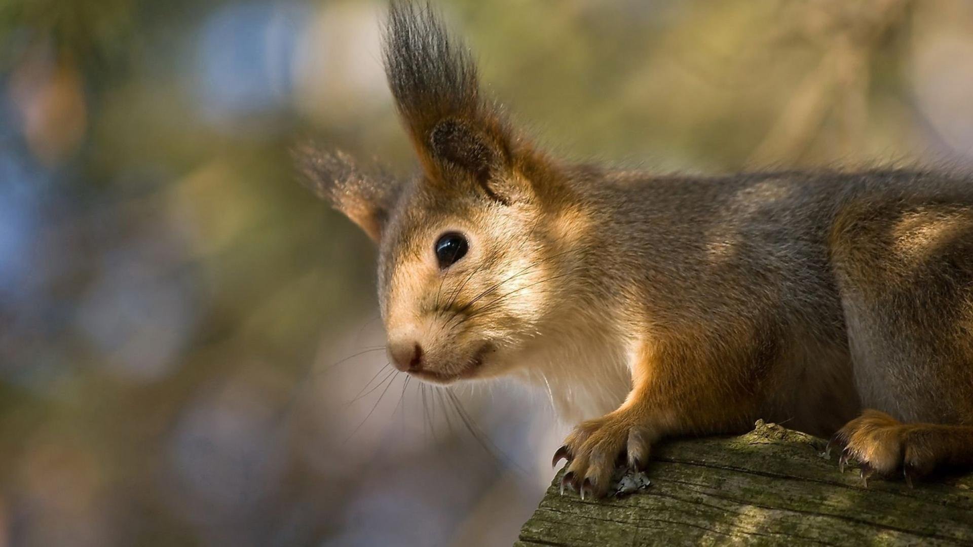萌宠,小松鼠,可爱,逗趣,宽屏