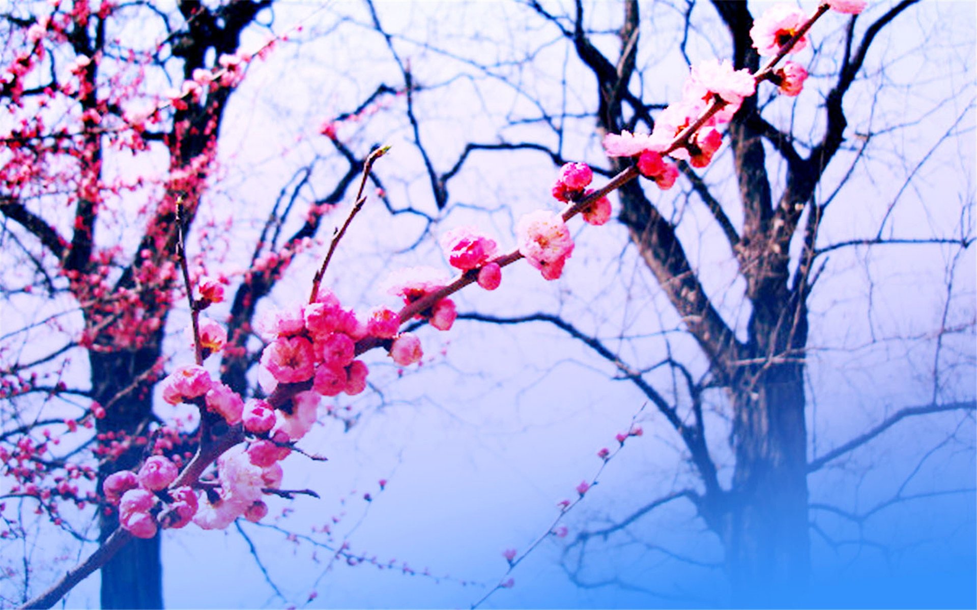 小清新,梅花,娇艳,可爱,宽屏