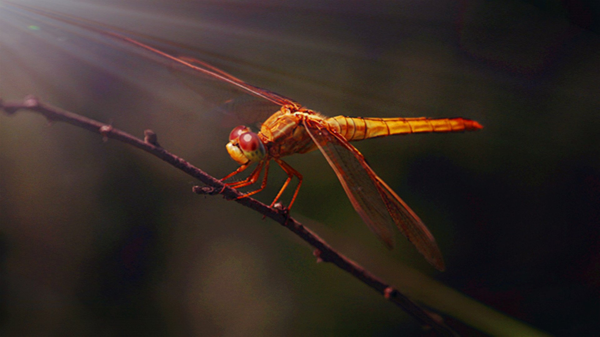 萌宠,蜻蜓,可爱,宽屏