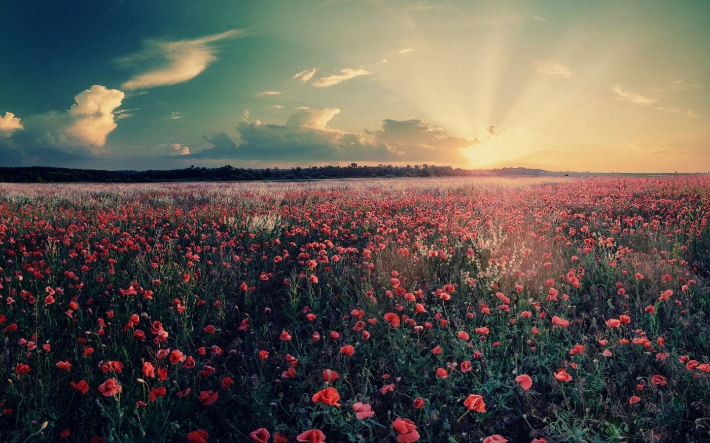 风景,自然风景,花田,美丽壮观,宽屏	