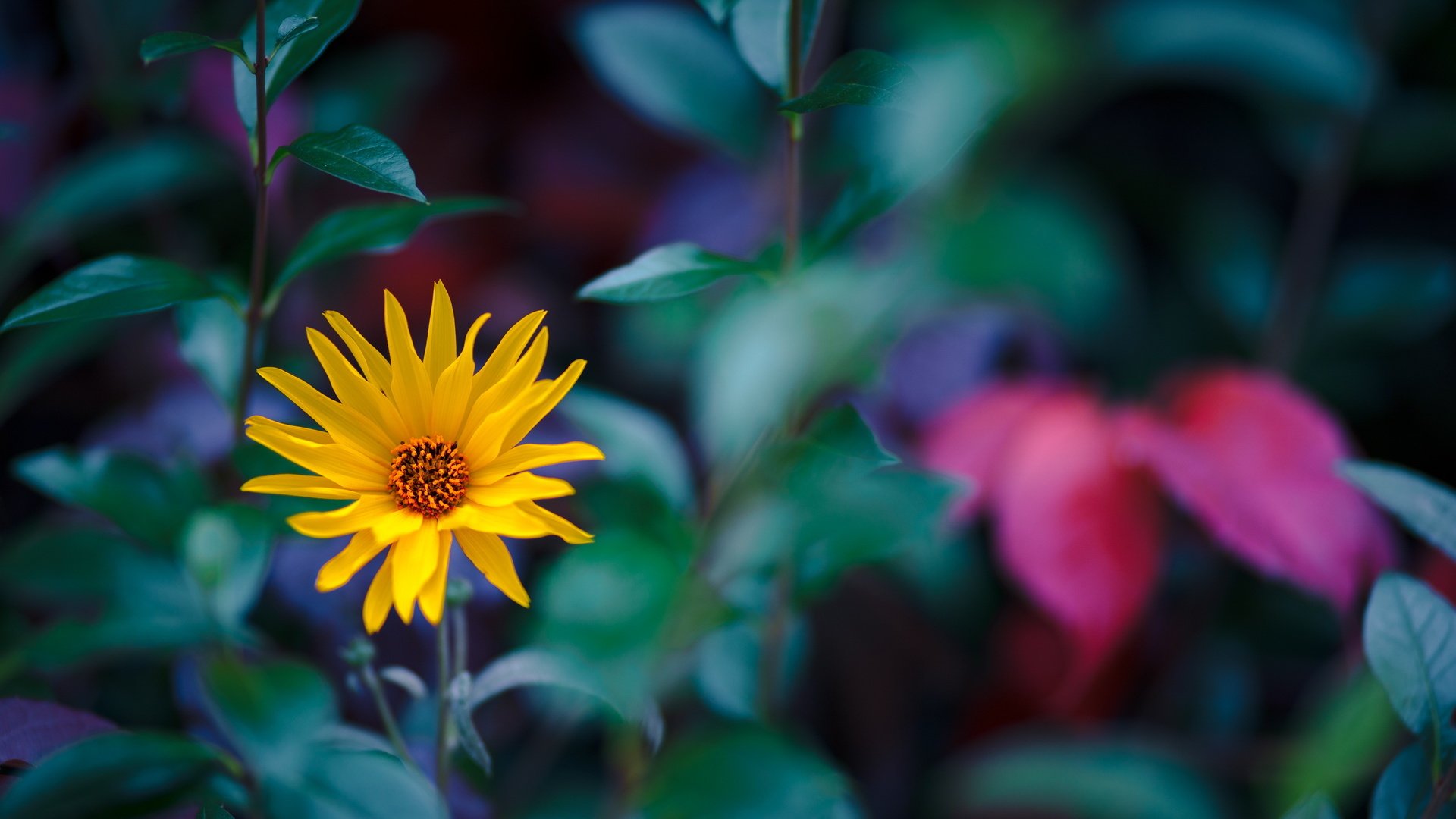 花卉,黄花,向日葵,向阳花