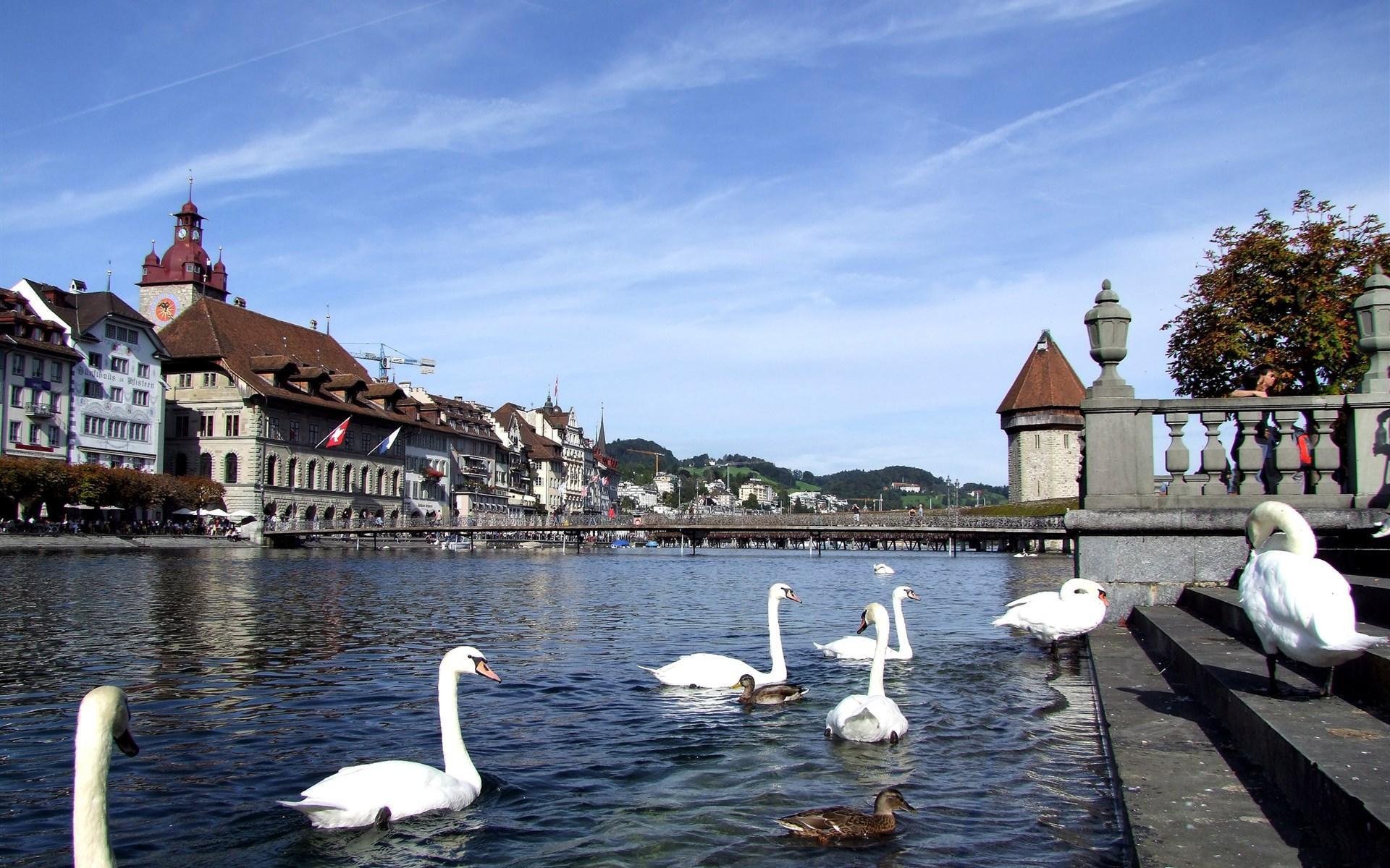 风景,欧洲美景,瑞士琉森湖,天鹅,宽屏