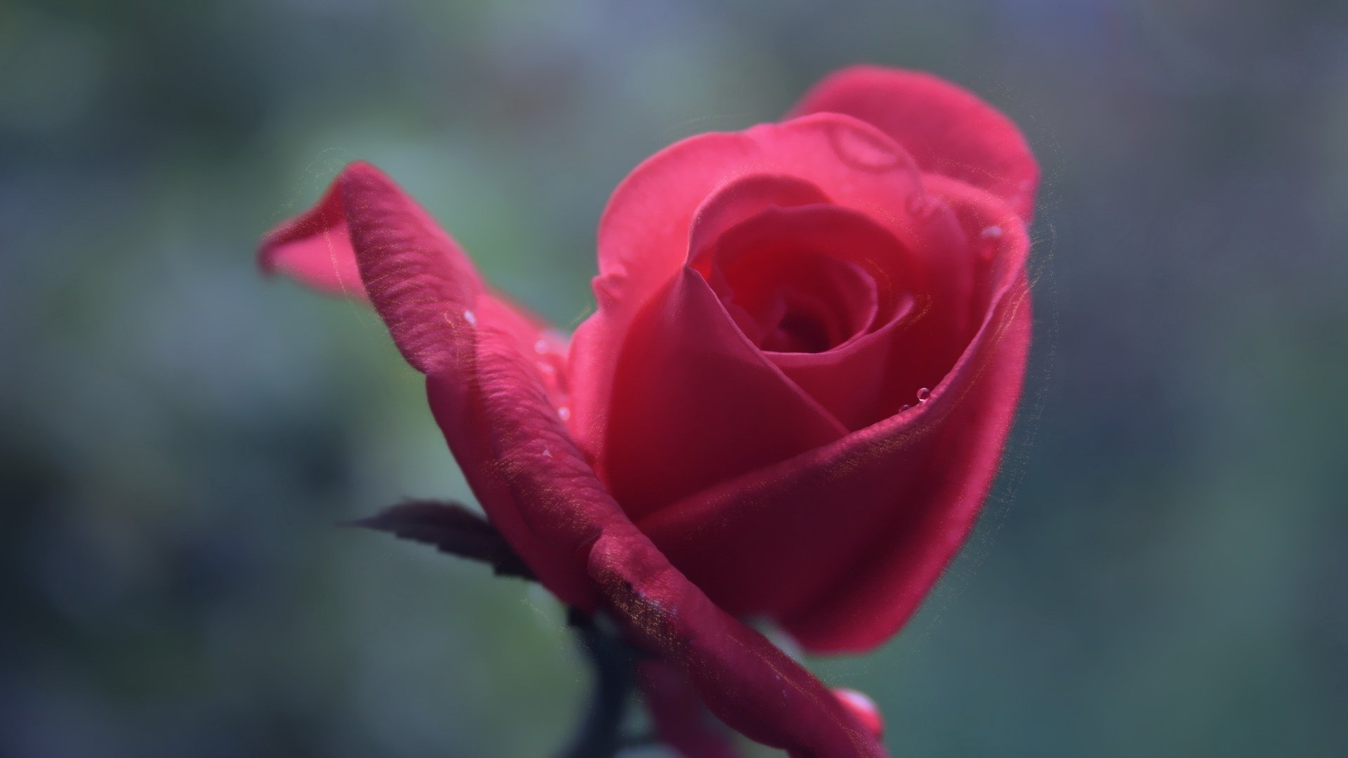 花卉,玫瑰,盛开