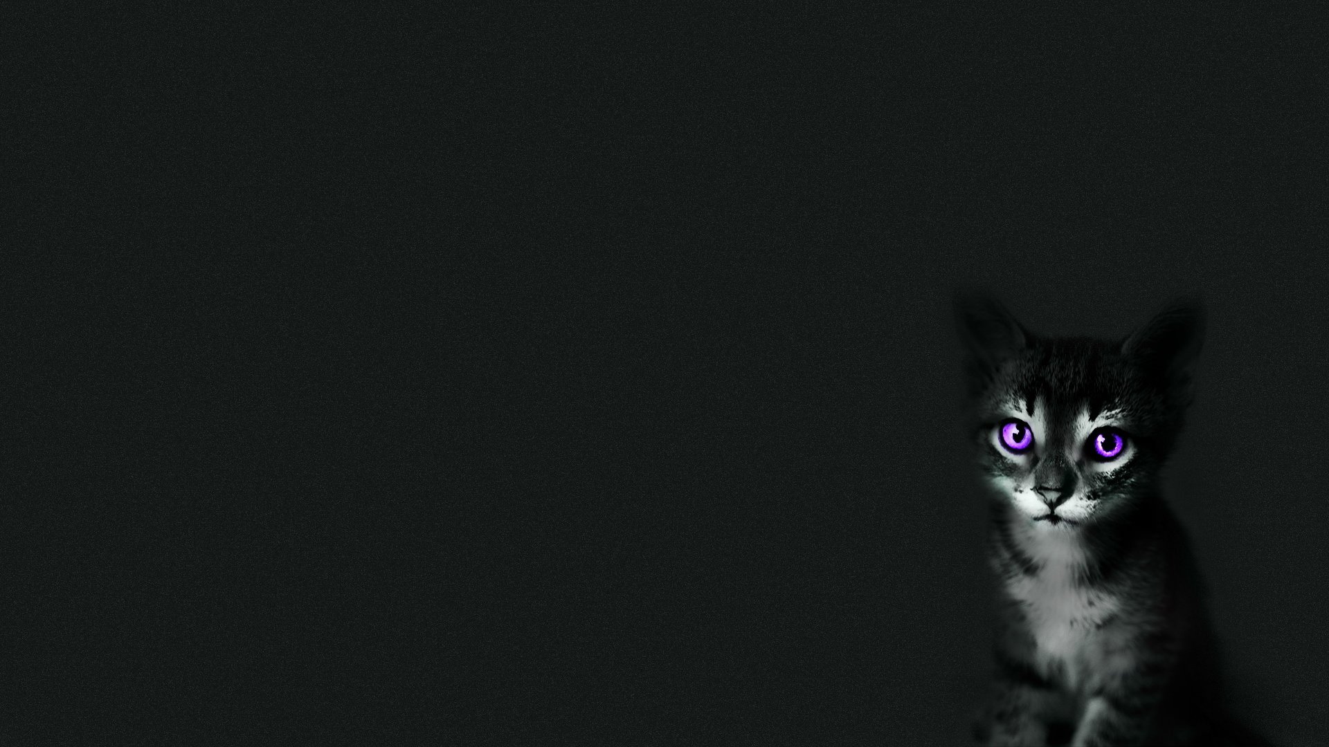 黑猫,萌宠,惊悚