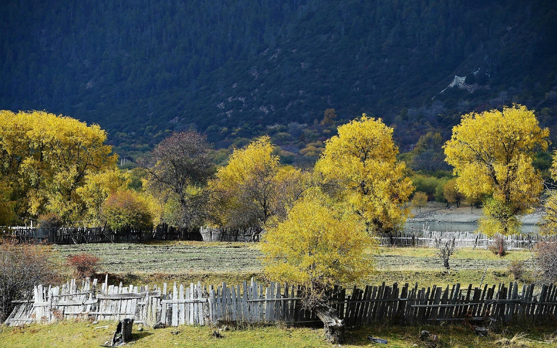 风景,西藏风景,林芝风景,善心悦目,宽屏