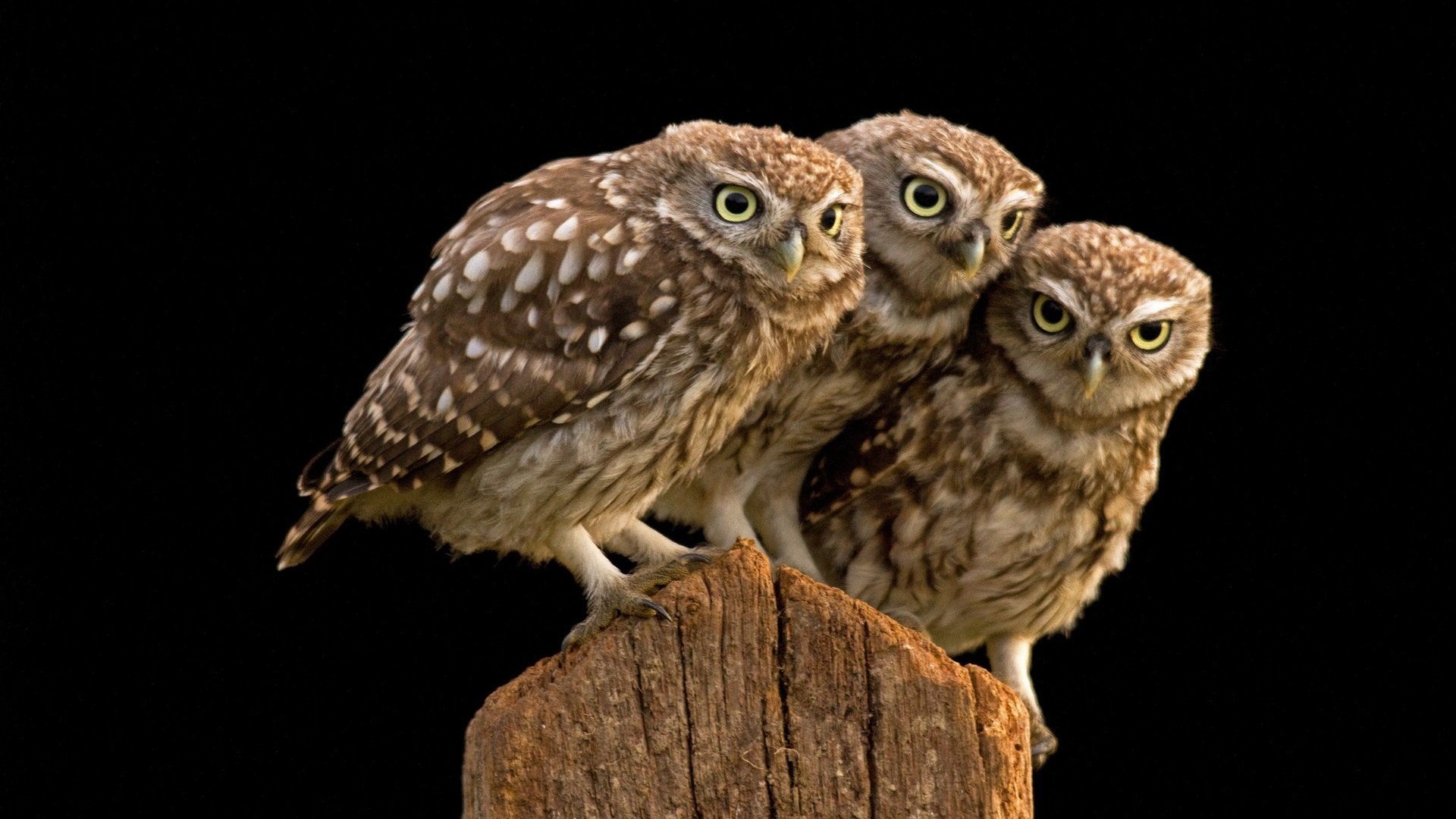 萌宠,猫头鹰,呆萌,可爱,宽屏