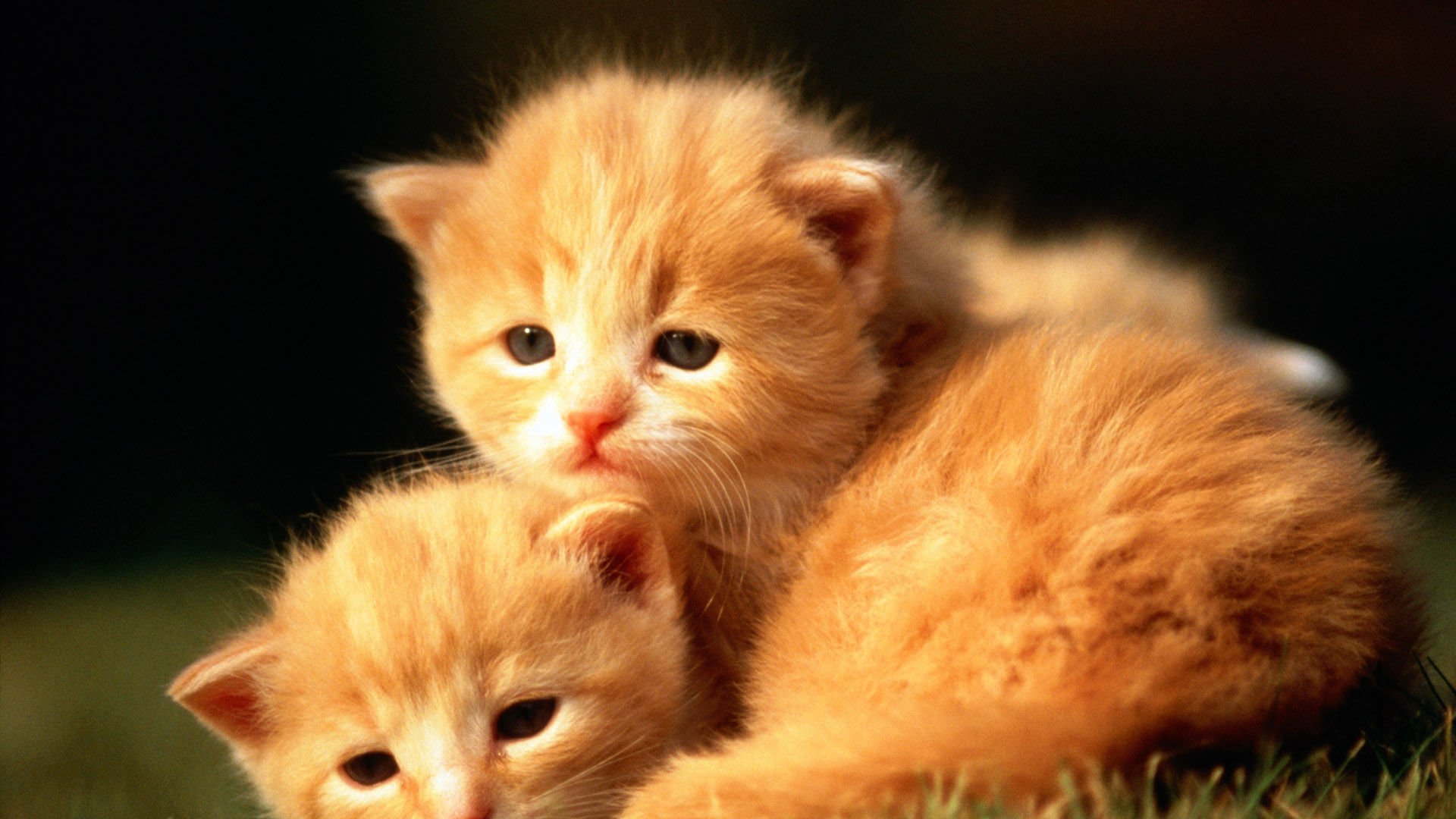 萌宠,喵星人,猫咪,呆萌,可爱,宽屏