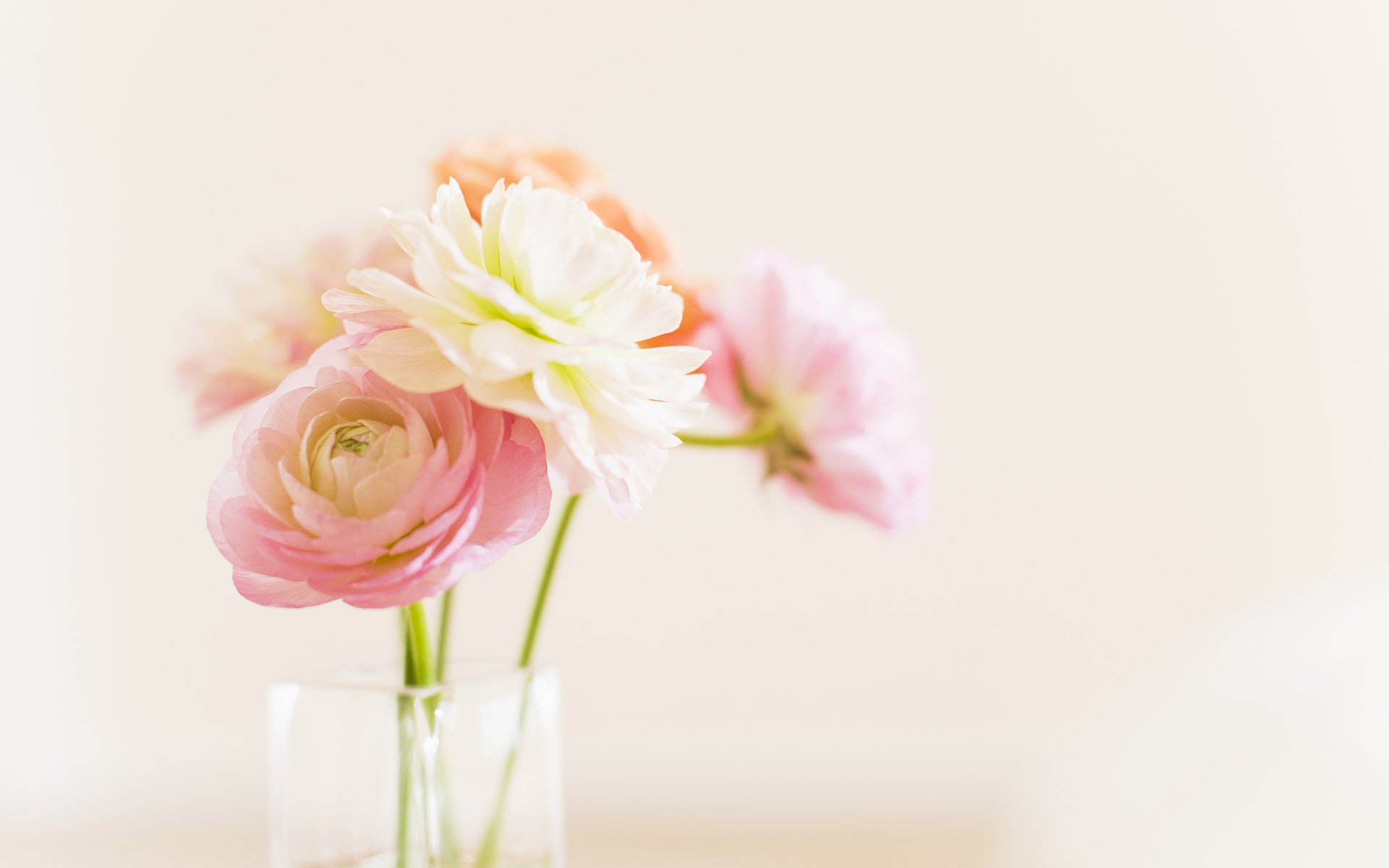 小清新,盆景,简单,温馨,可爱,宽屏