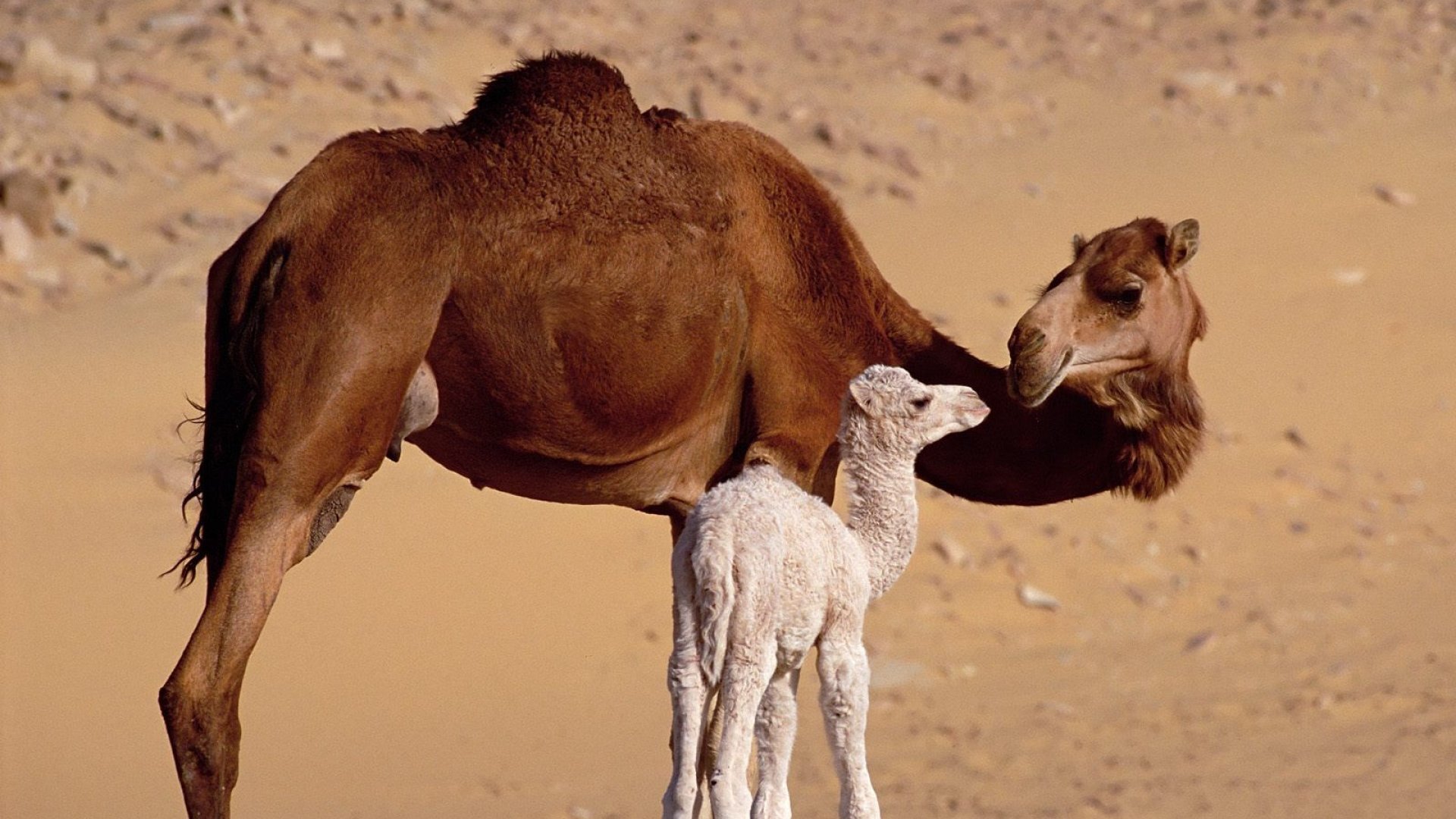 萌宠,骆驼,可爱,宽屏