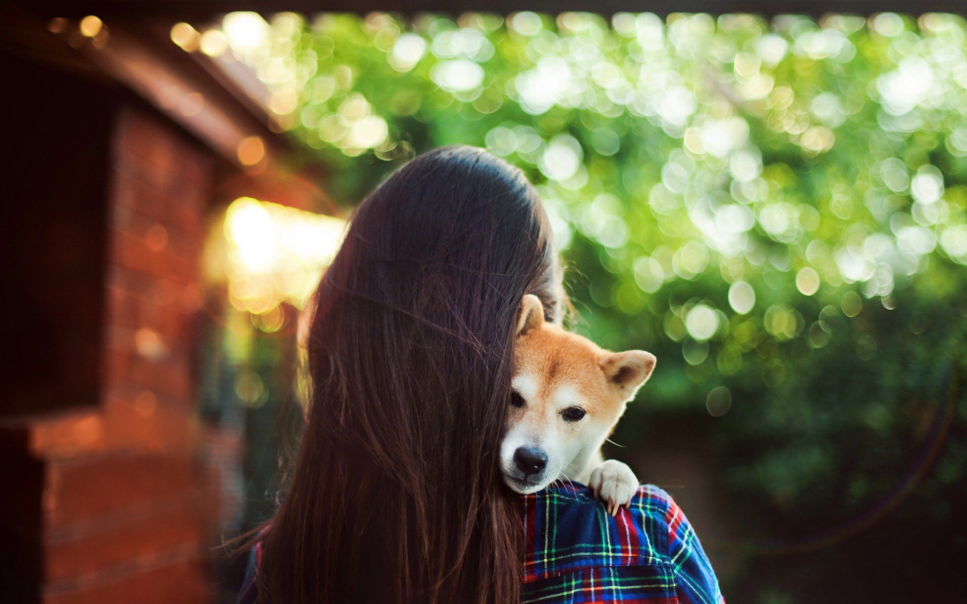 美女,宠物狗,秋田犬