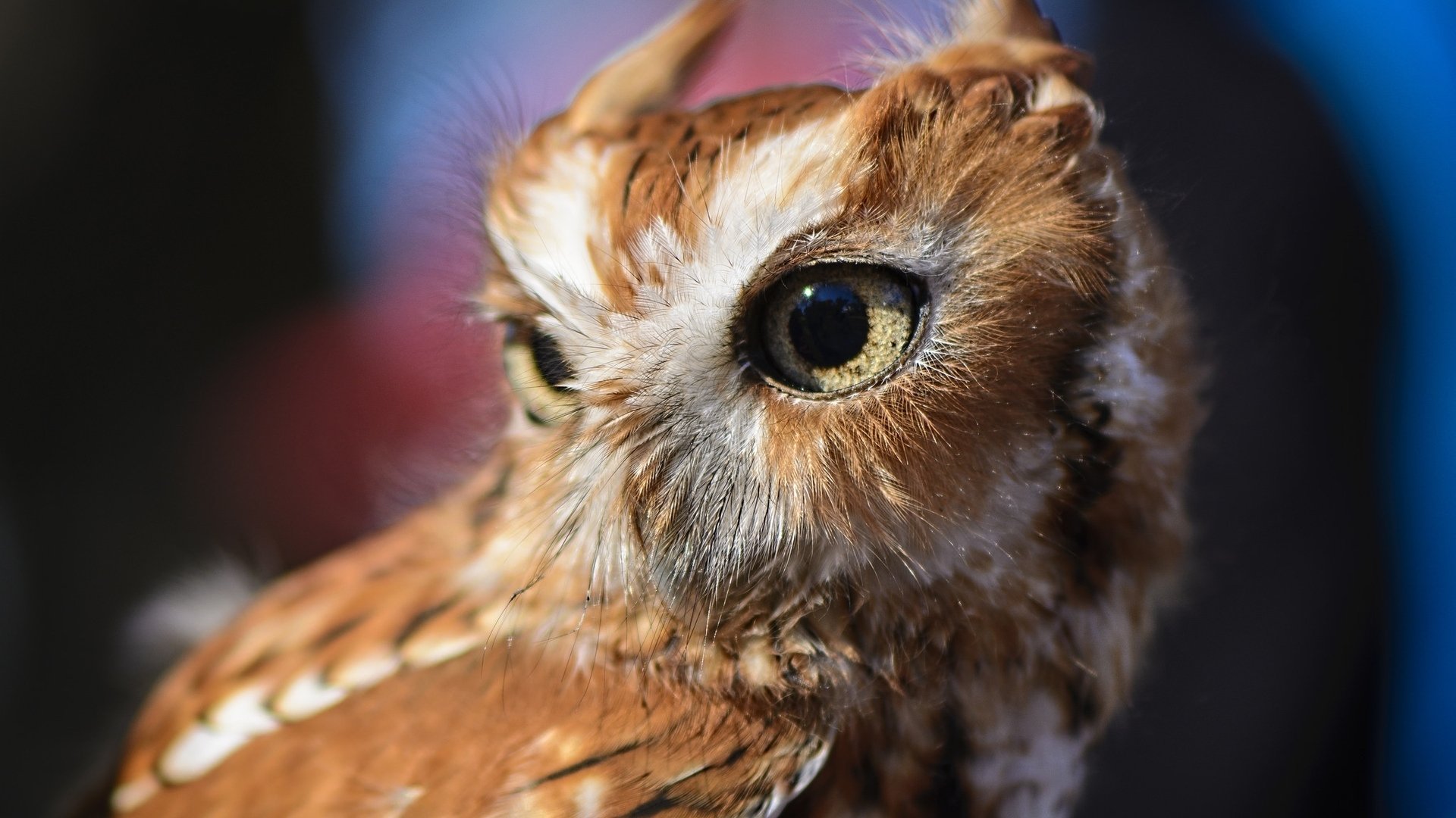 萌宠,猫头鹰,呆萌,可爱,宽屏