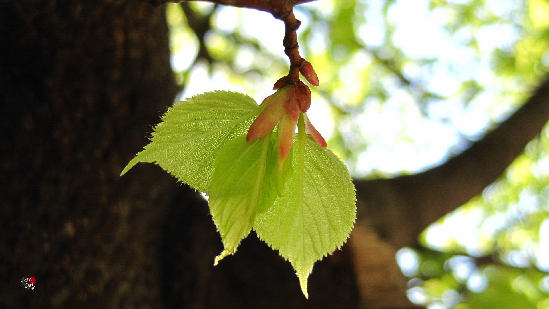 绿叶,新叶,发芽,生机