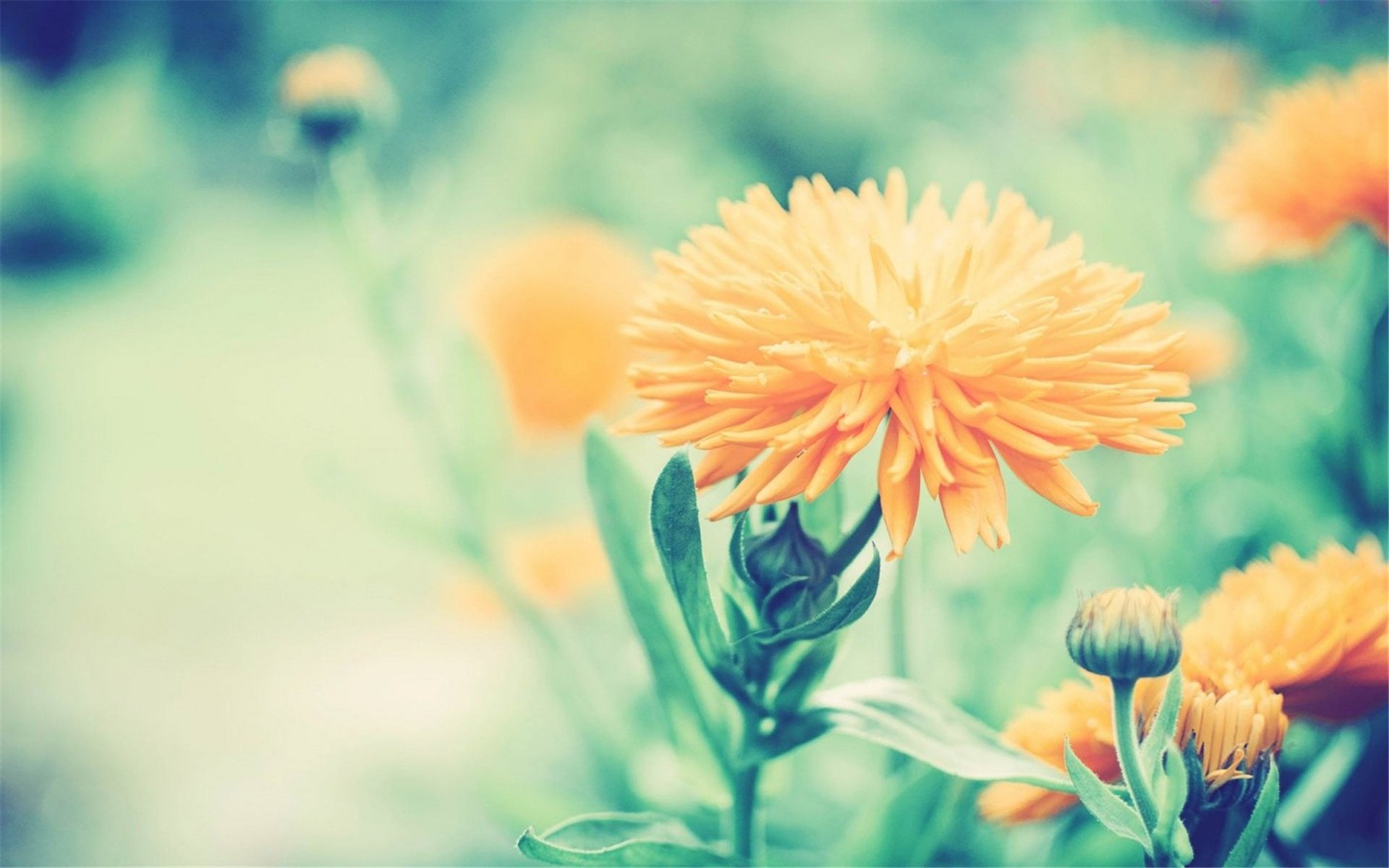 小清新,小花,清新,可爱,宽屏