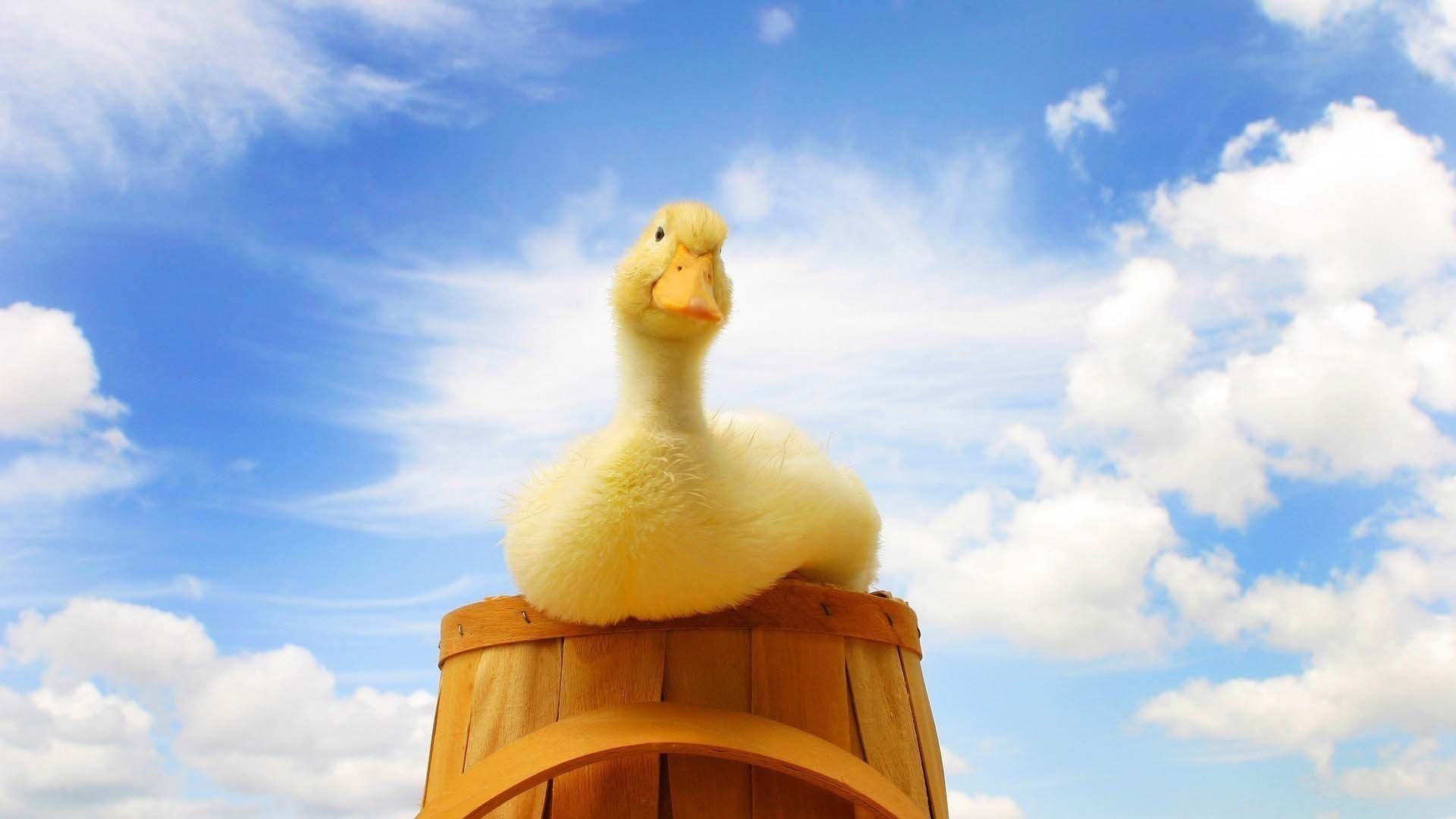 萌宠,小鸭子,小黄鸭,可爱,宽屏