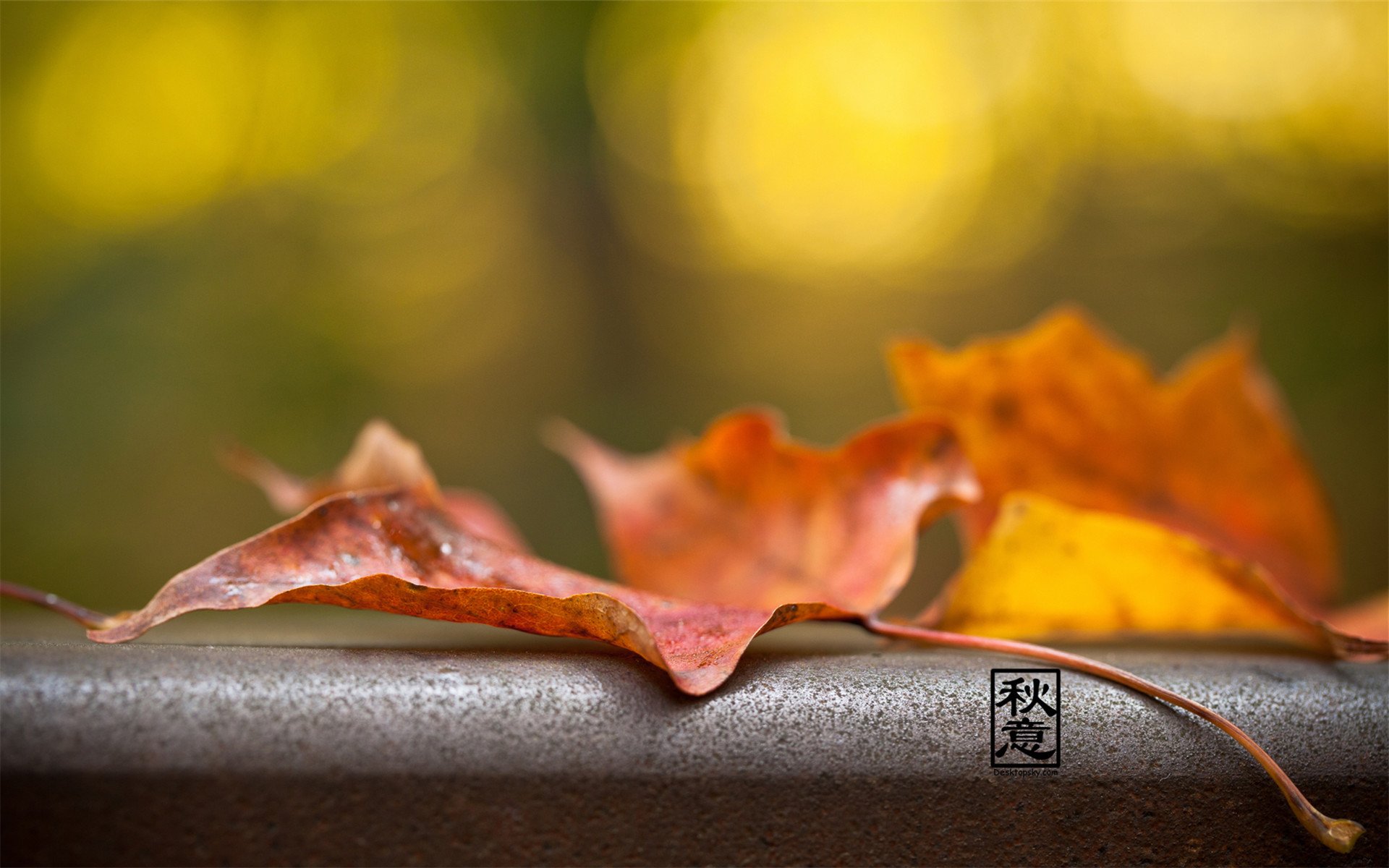 小清新,落叶,黄叶,安静,美好,宽屏