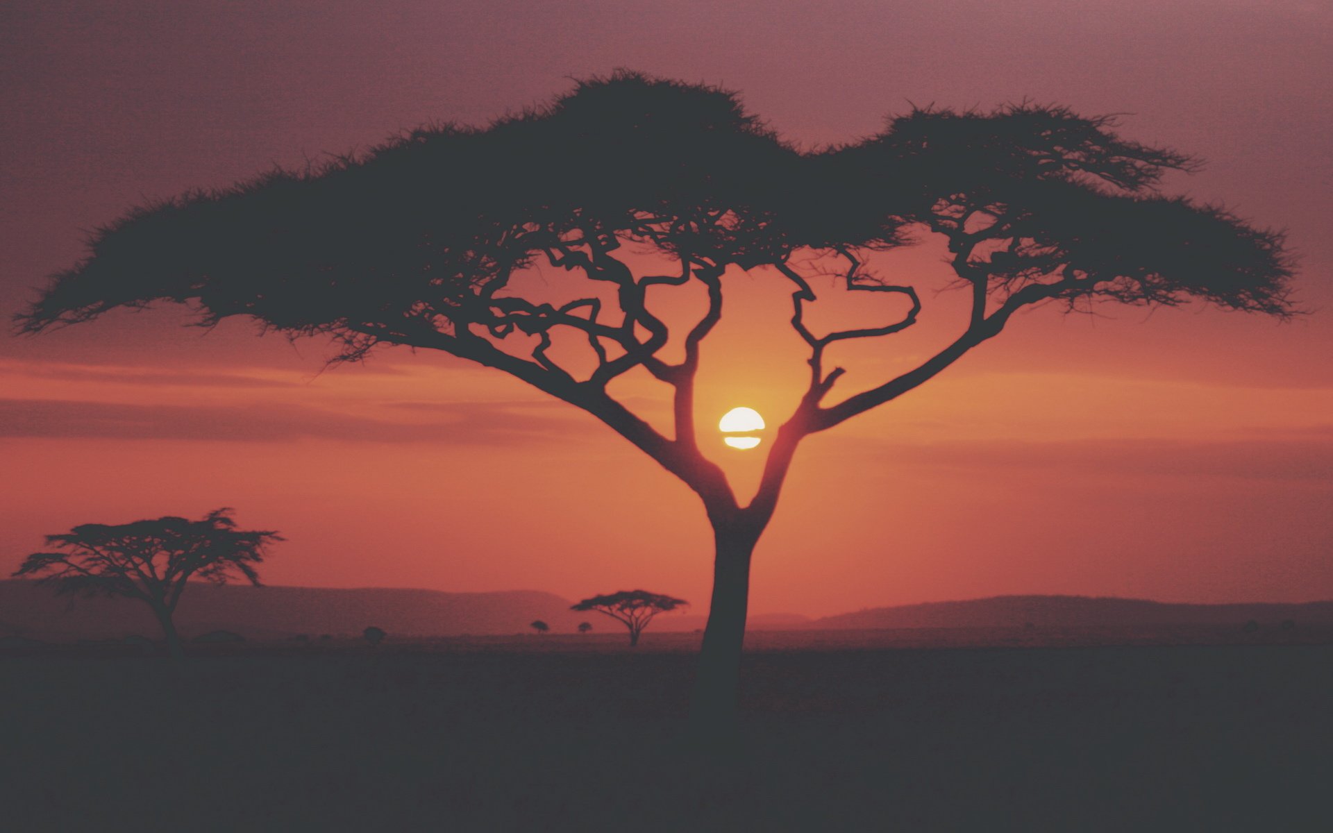 大树,黄昏,落日,夕阳