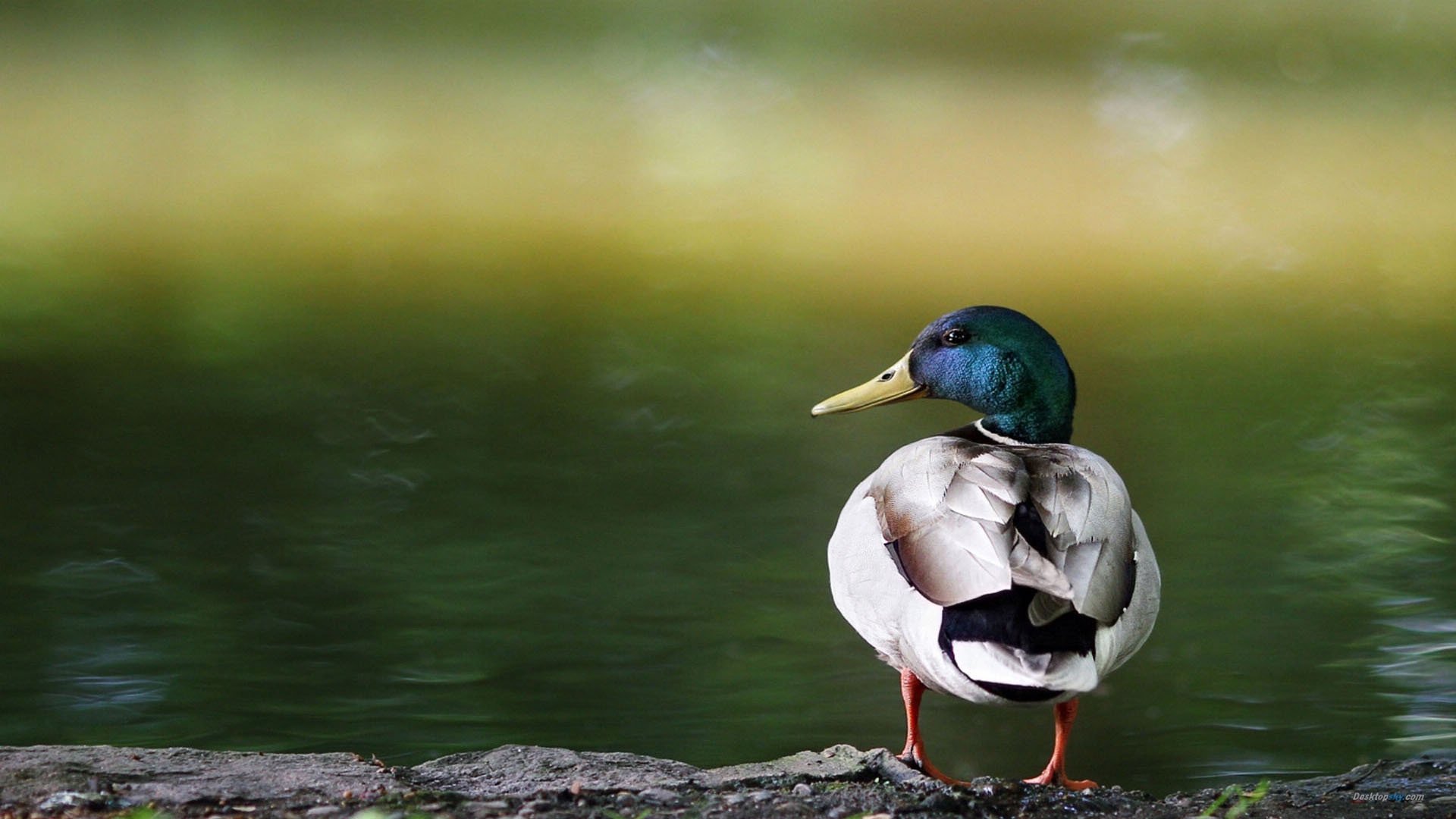 萌宠,野鸭,可爱,宽屏