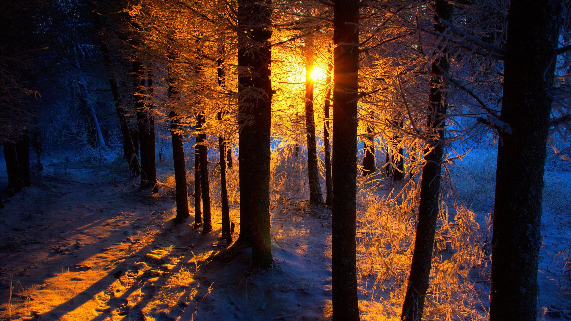 树林,森林,黄昏,落日