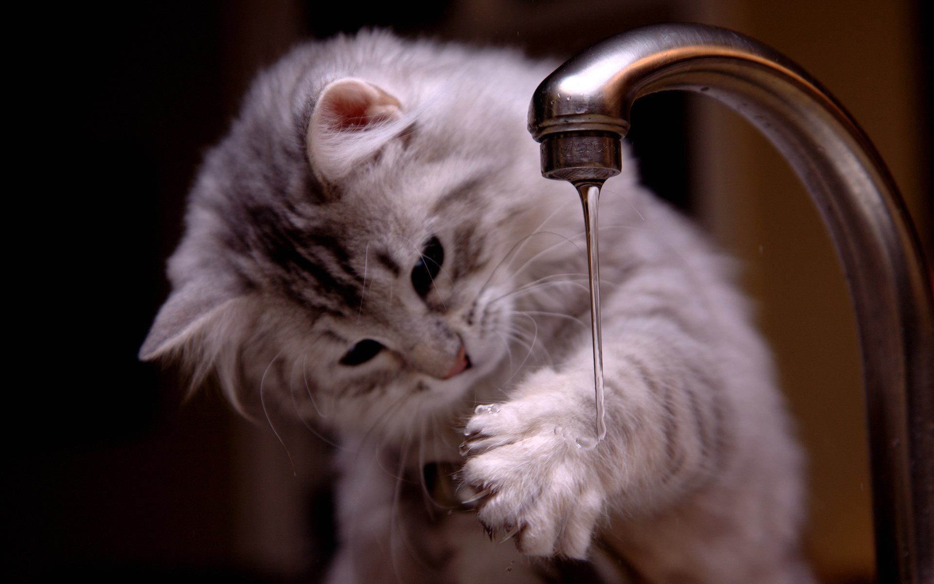 萌宠,猫咪,喵星人,可爱,逗趣