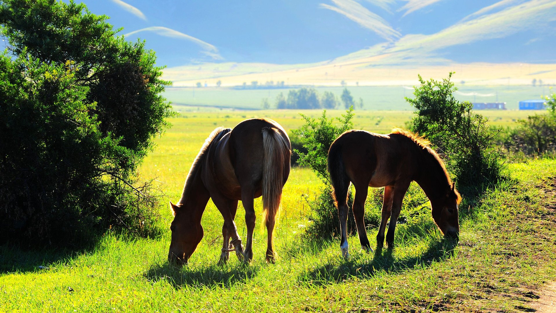 萌宠,骏马,自由自在,阳光明媚,宽屏