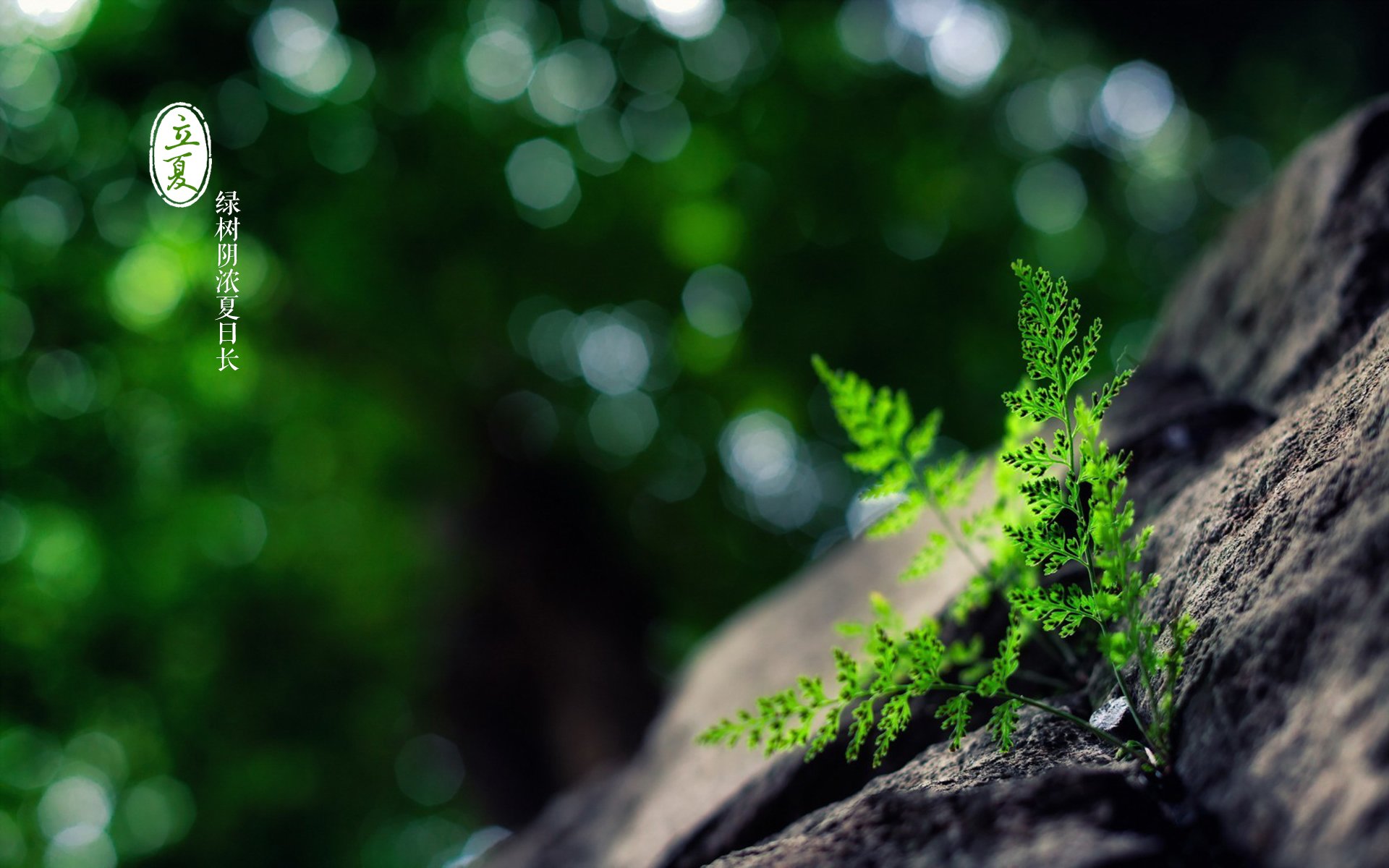 节日,节气,立夏,清新,宽屏