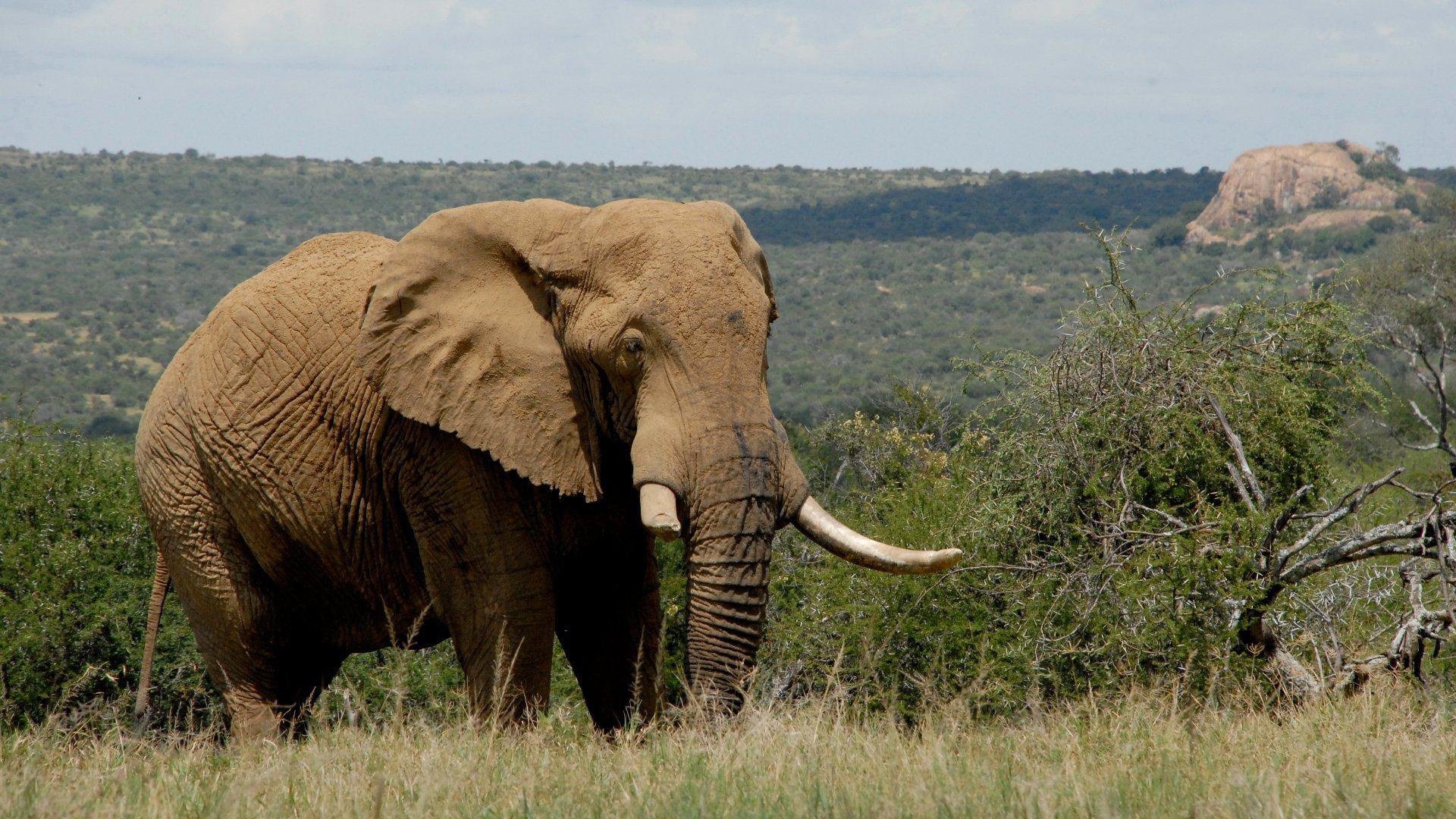 萌宠,大象,珍惜动物,可爱,宽屏