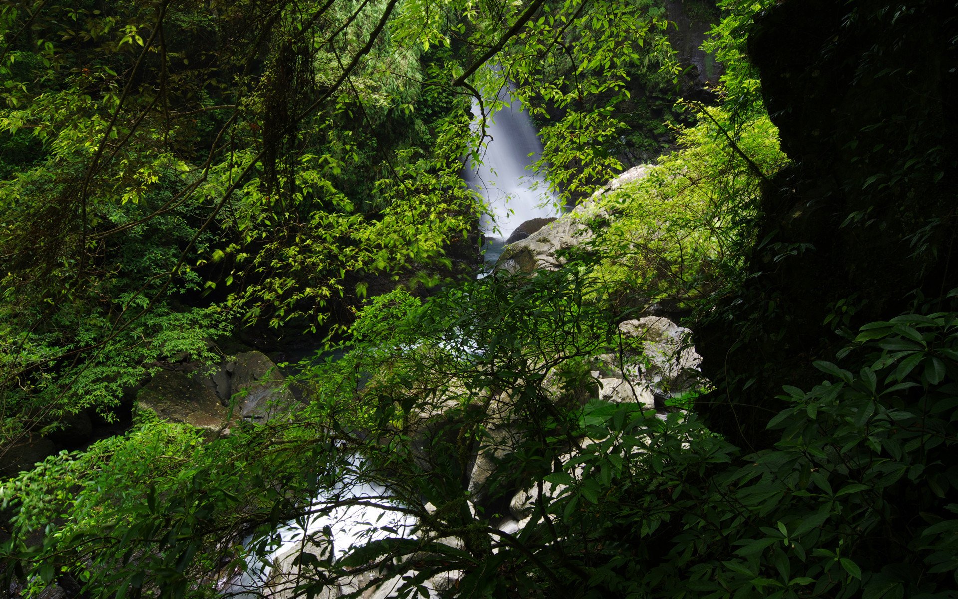 绿色,护眼,小清新,风景