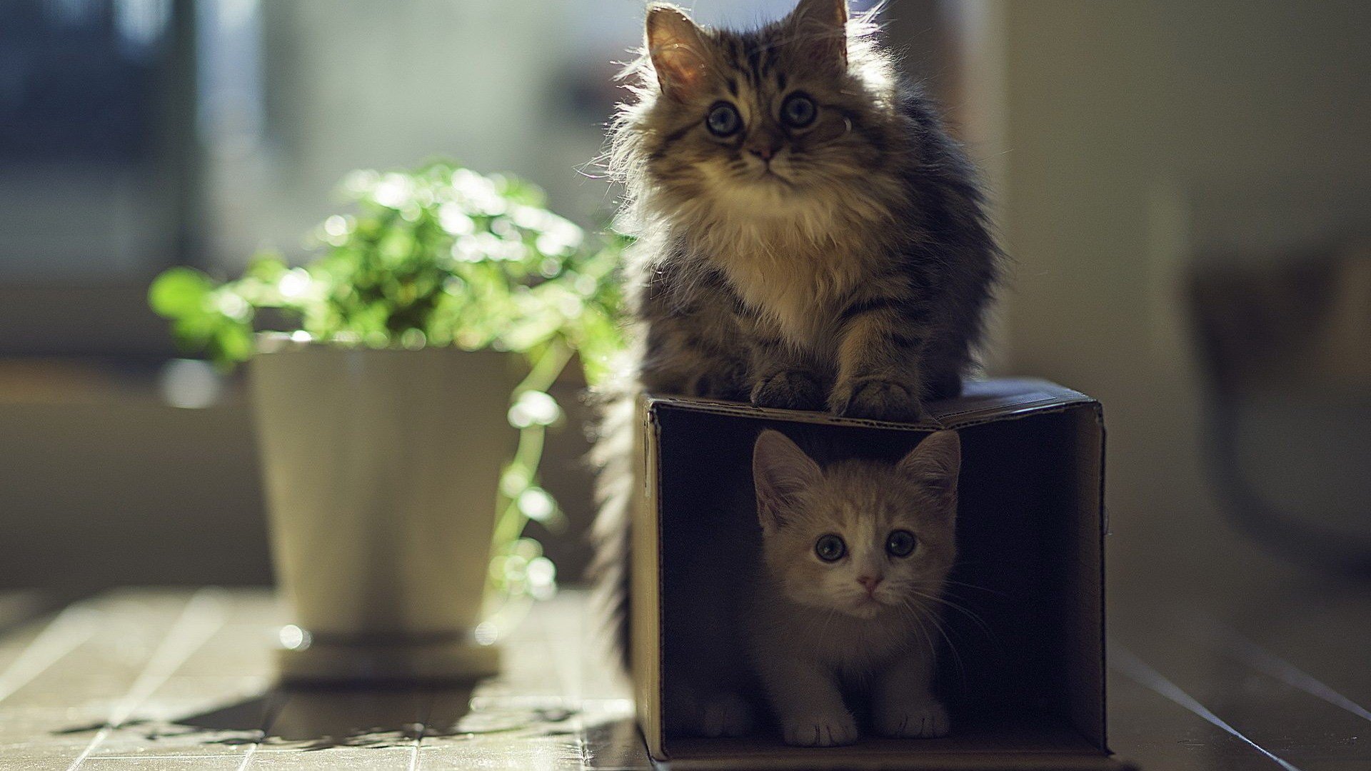 猫咪,宠物猫,可爱,萌