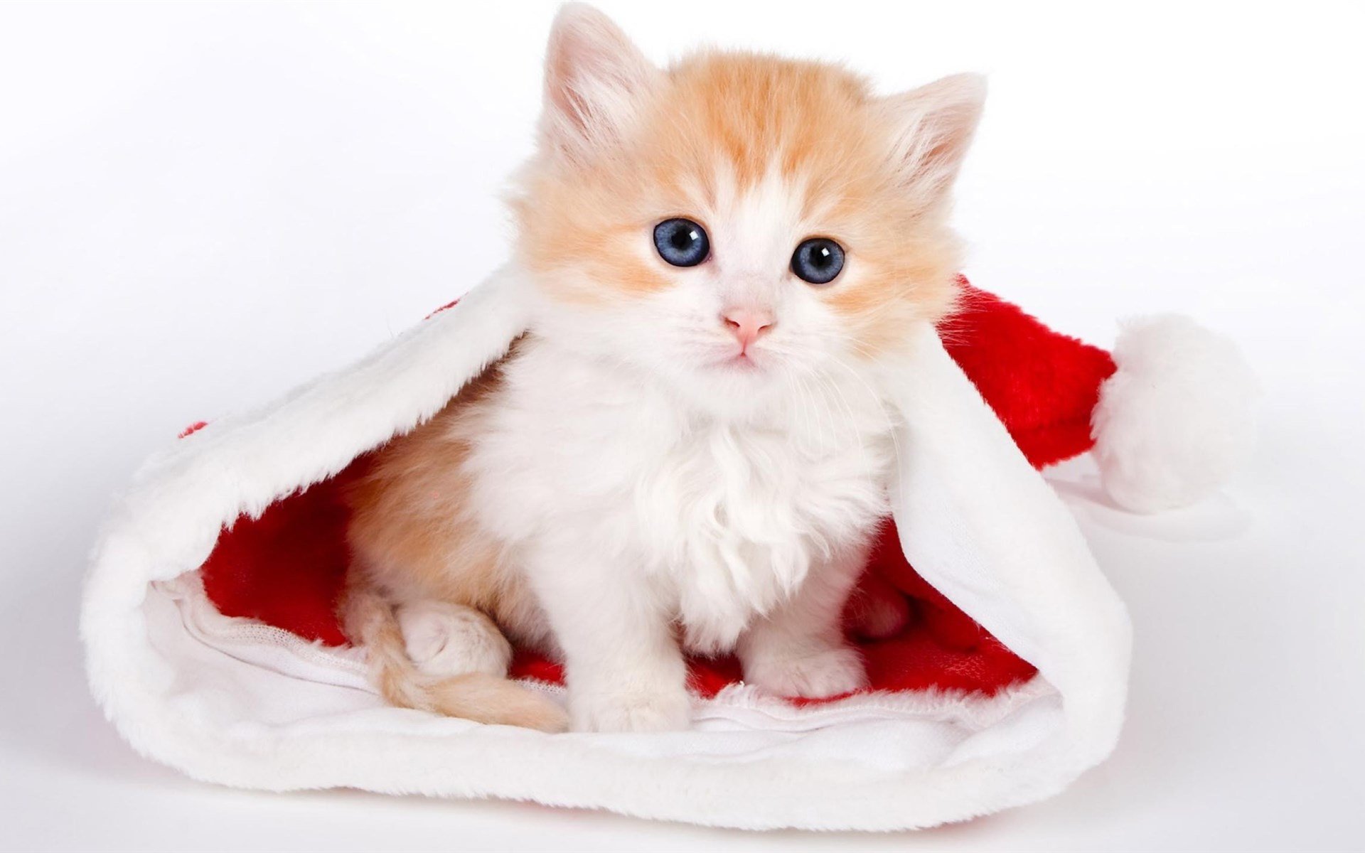 萌宠,喵星人,呆萌,可爱,宽屏