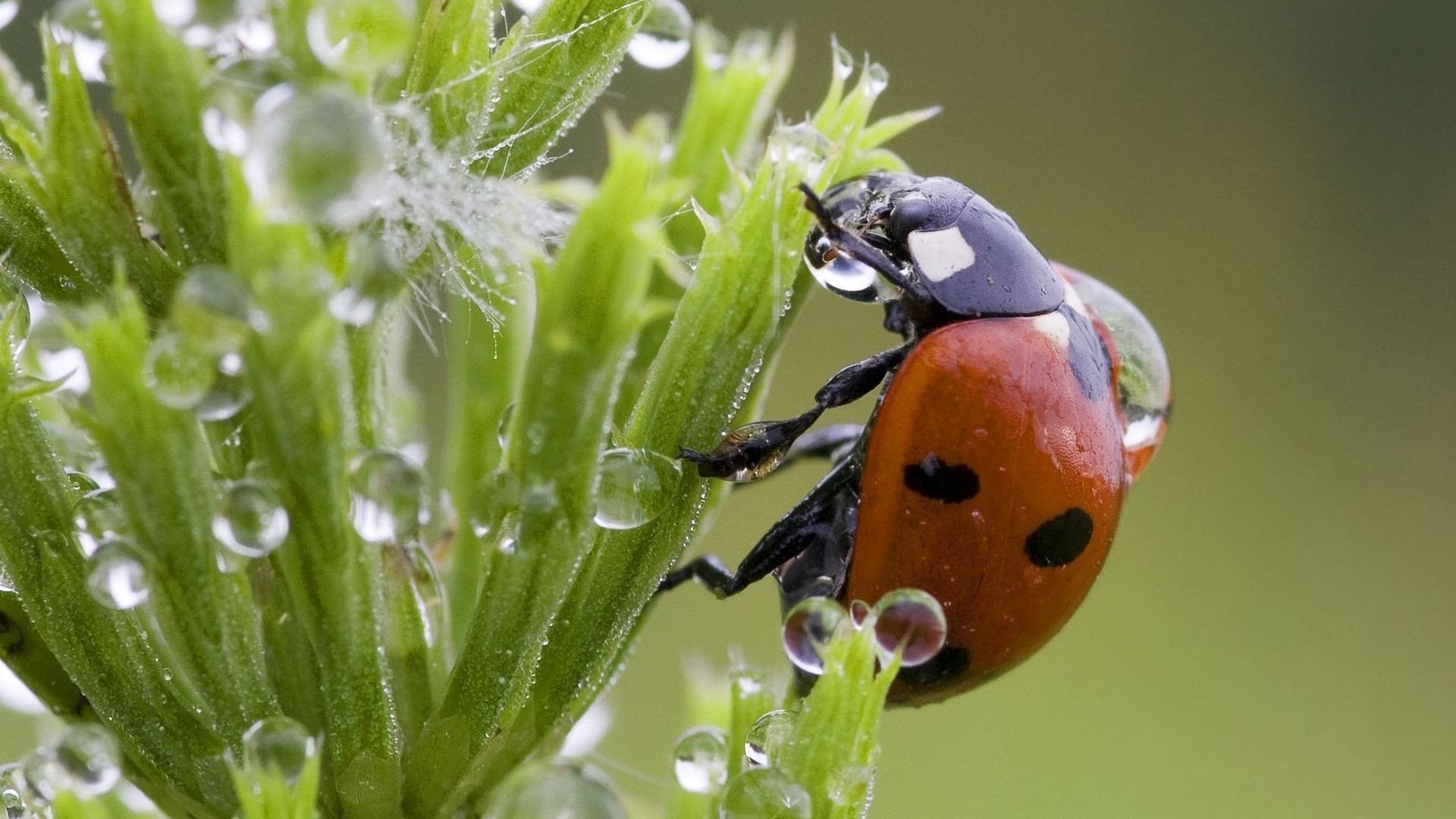 萌宠,七星瓢虫,可爱,宽屏