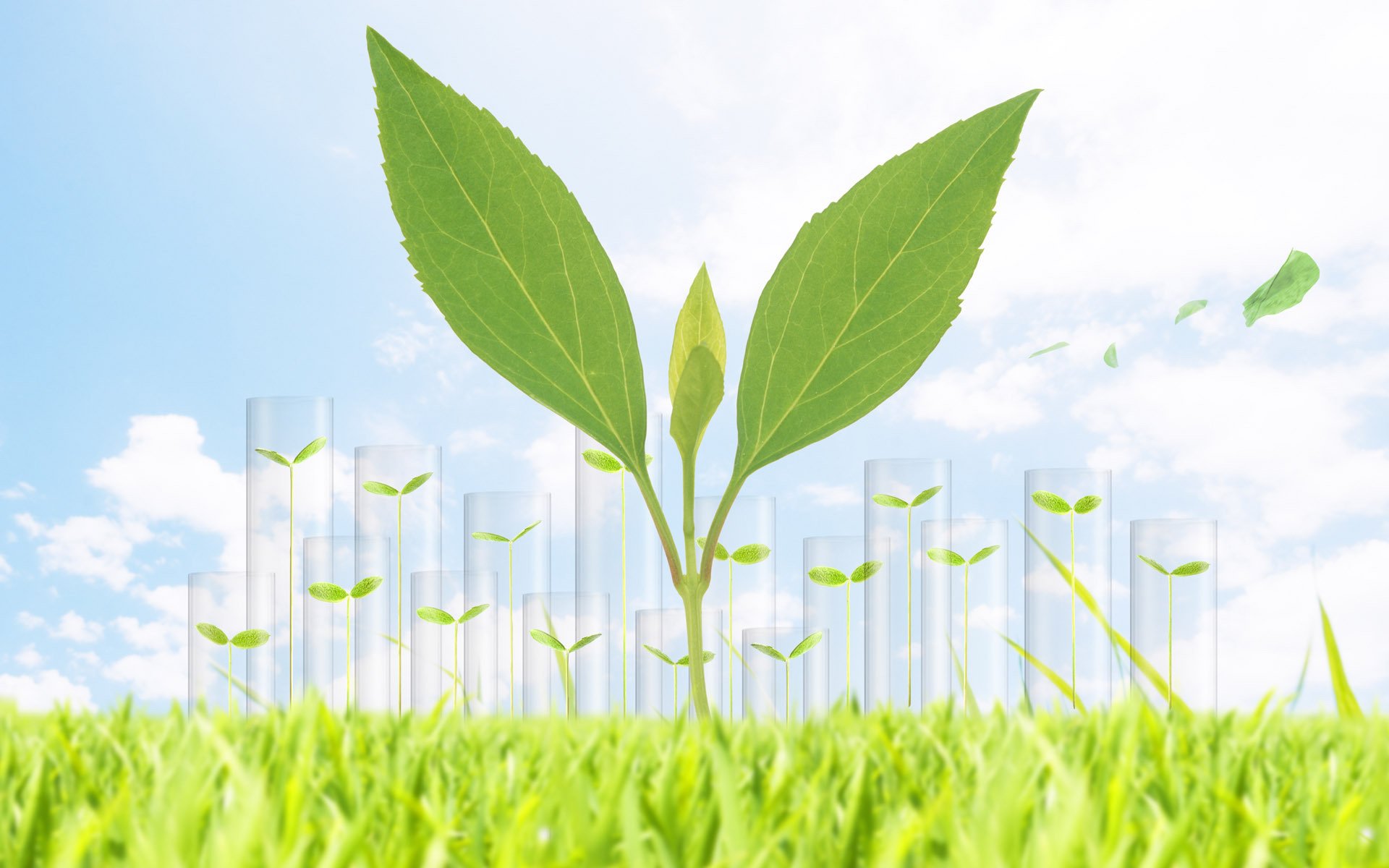 小清新,嫩芽,清新,可爱,宽屏