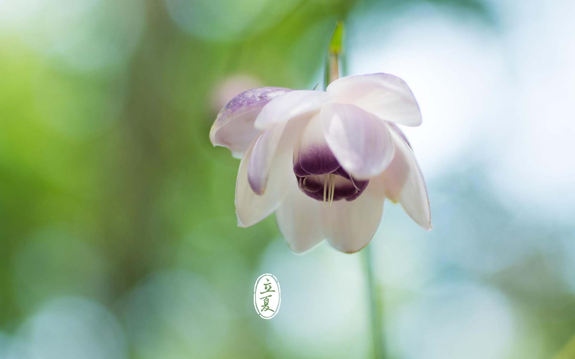 节日,节气,立夏,清新,宽屏