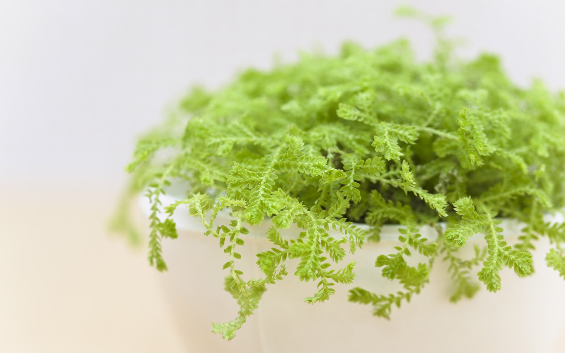 小清新,盆菜,绿意,清新可爱,宽屏