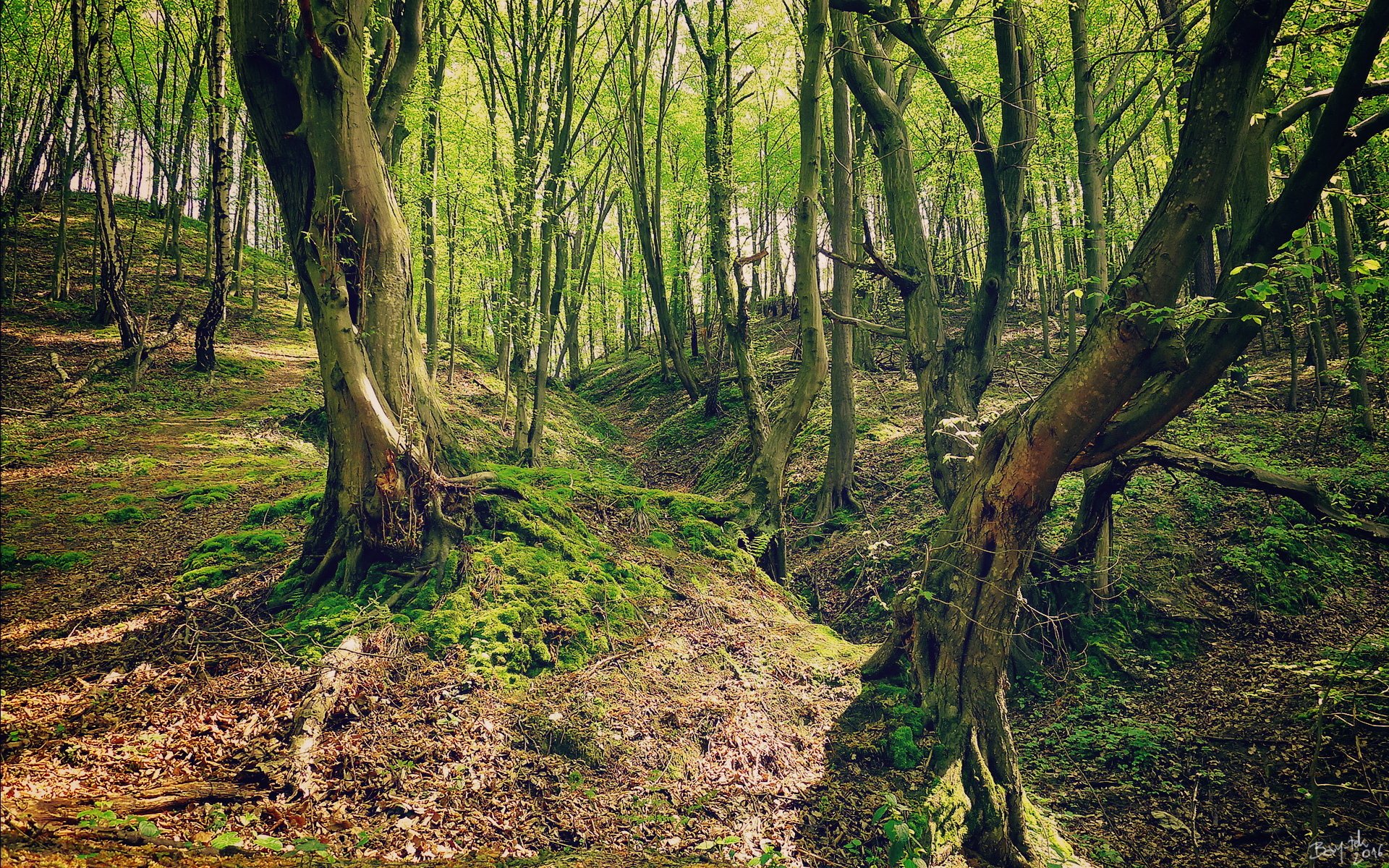 森林,树林,茂盛,护眼