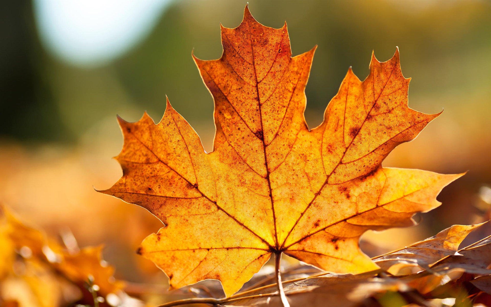 小清新,枫叶,黄叶,宽屏