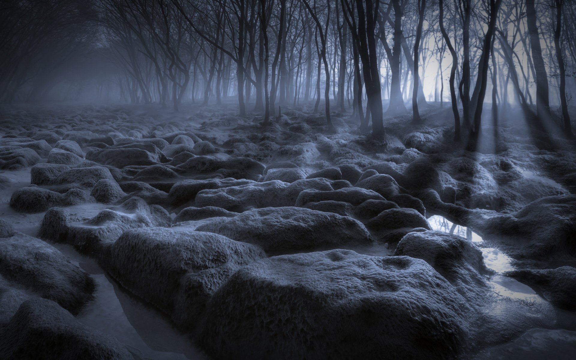 树林,月光,夜晚