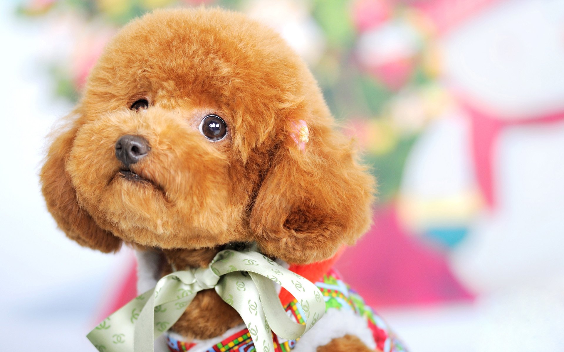 萌宠,汪星人,泰迪,可爱,呆萌,宽屏