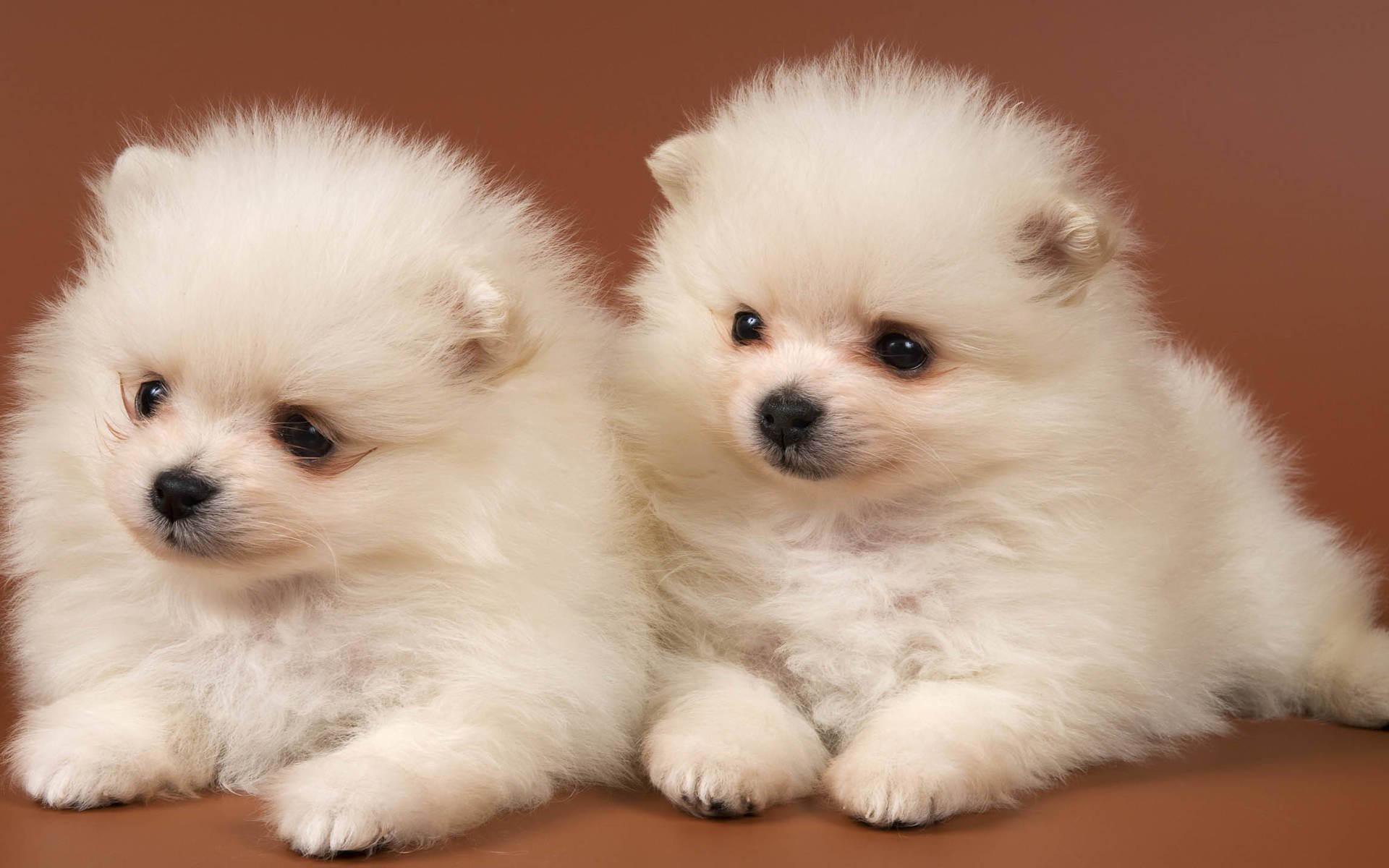 动物,萌物,狗,2只小狗